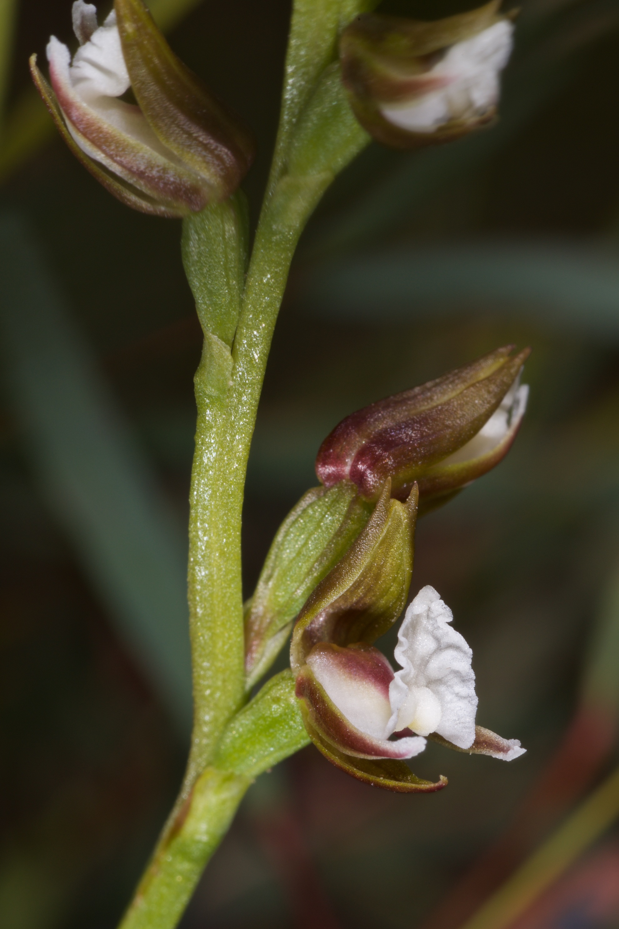  Prasophyllum brevilabre 