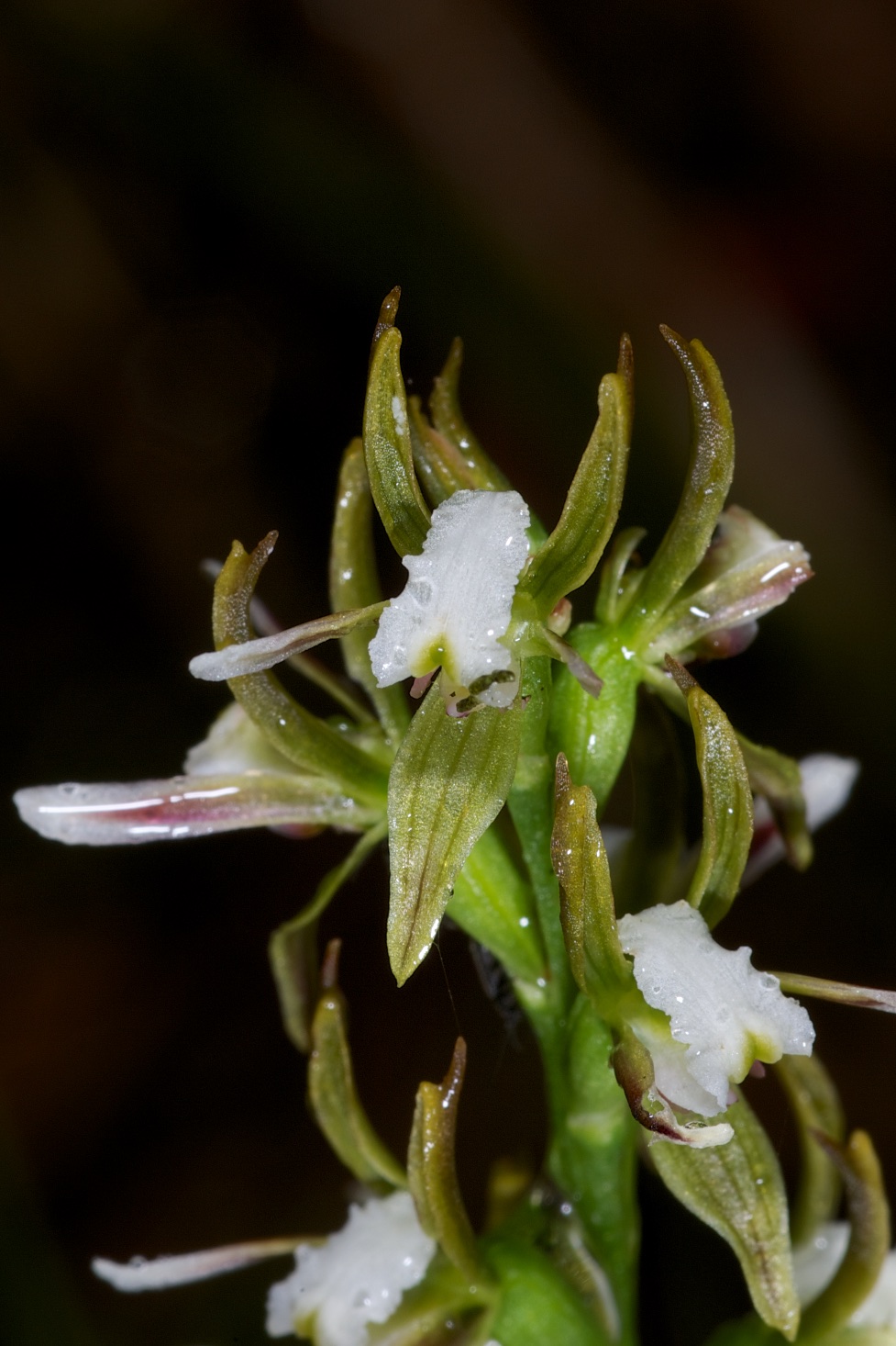  Prasophyllum robustum 