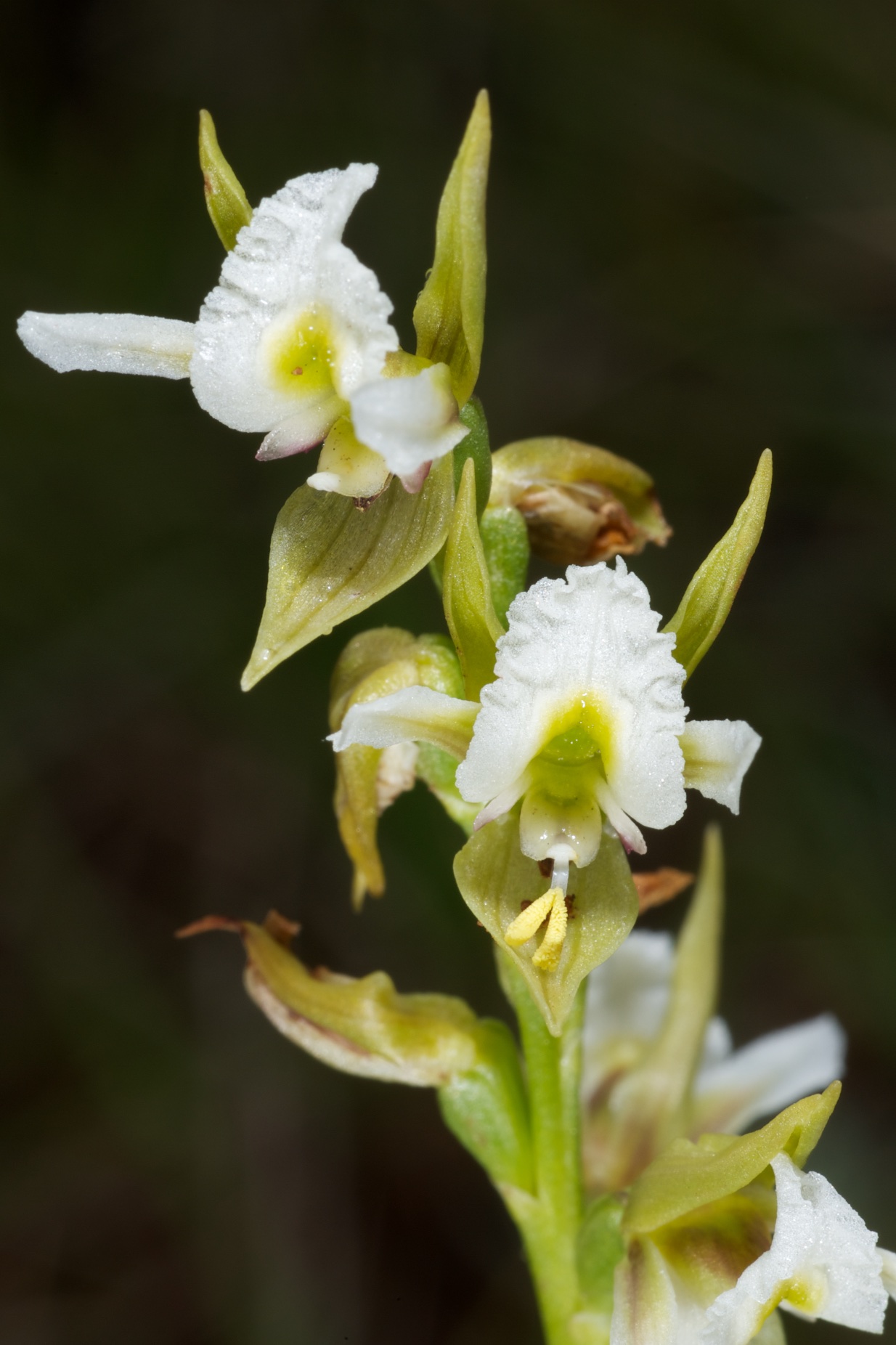  Prasophyllum tunbridgense 