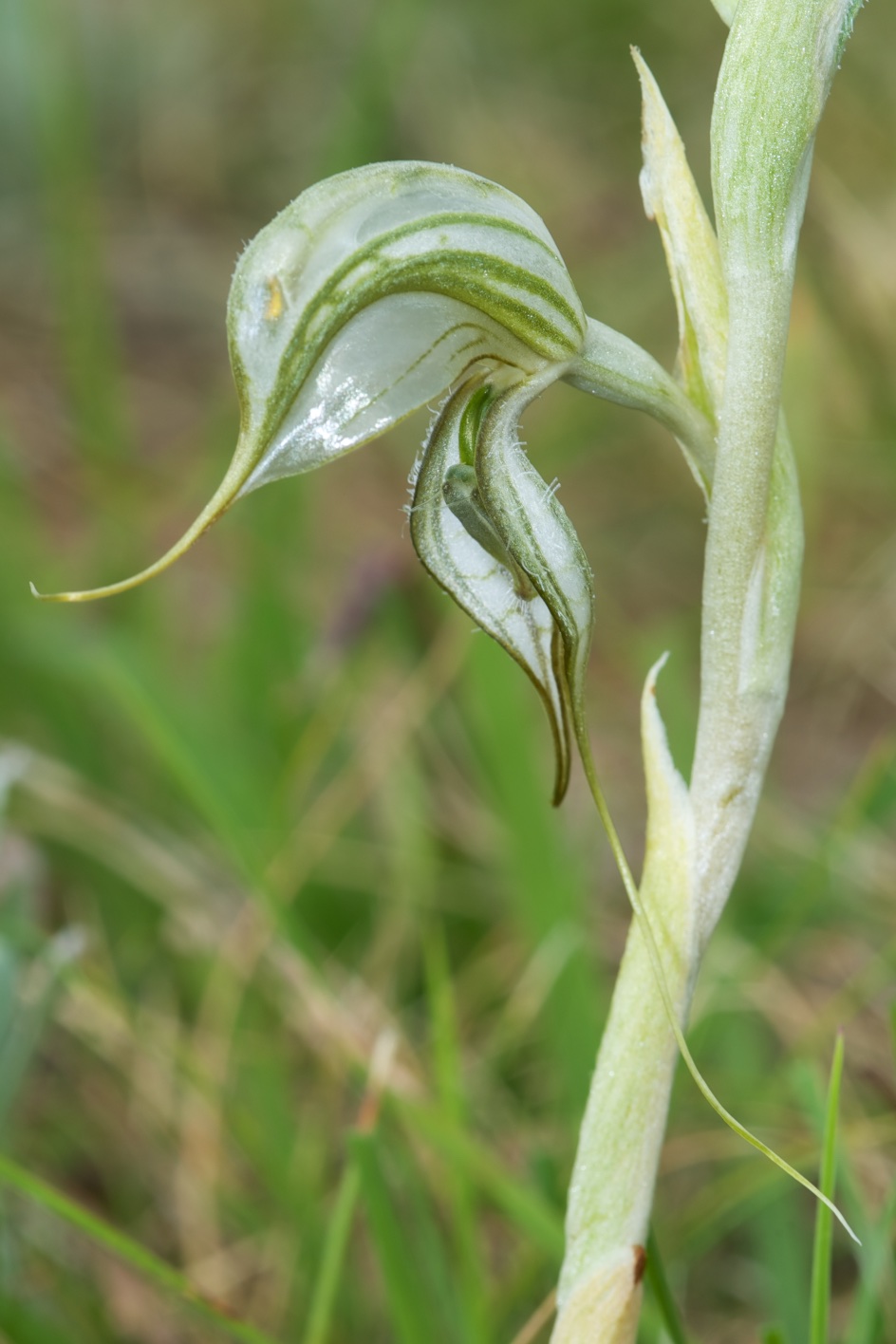  Pterostylis commutata 