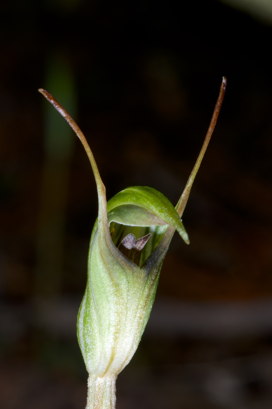  Pterostylis concinna 