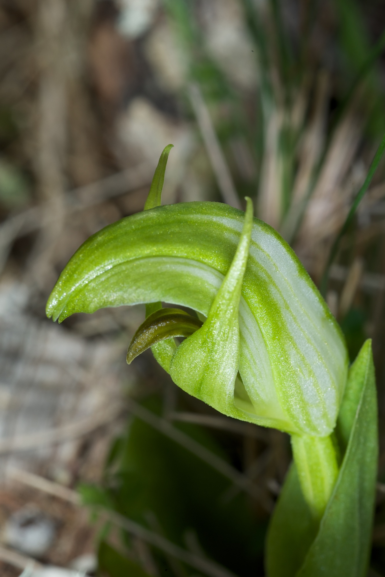  Pterostylis dubia 