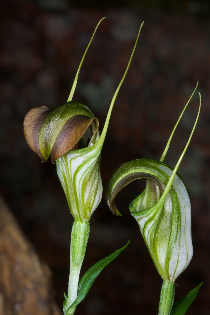  Pterostylis grandiflora 