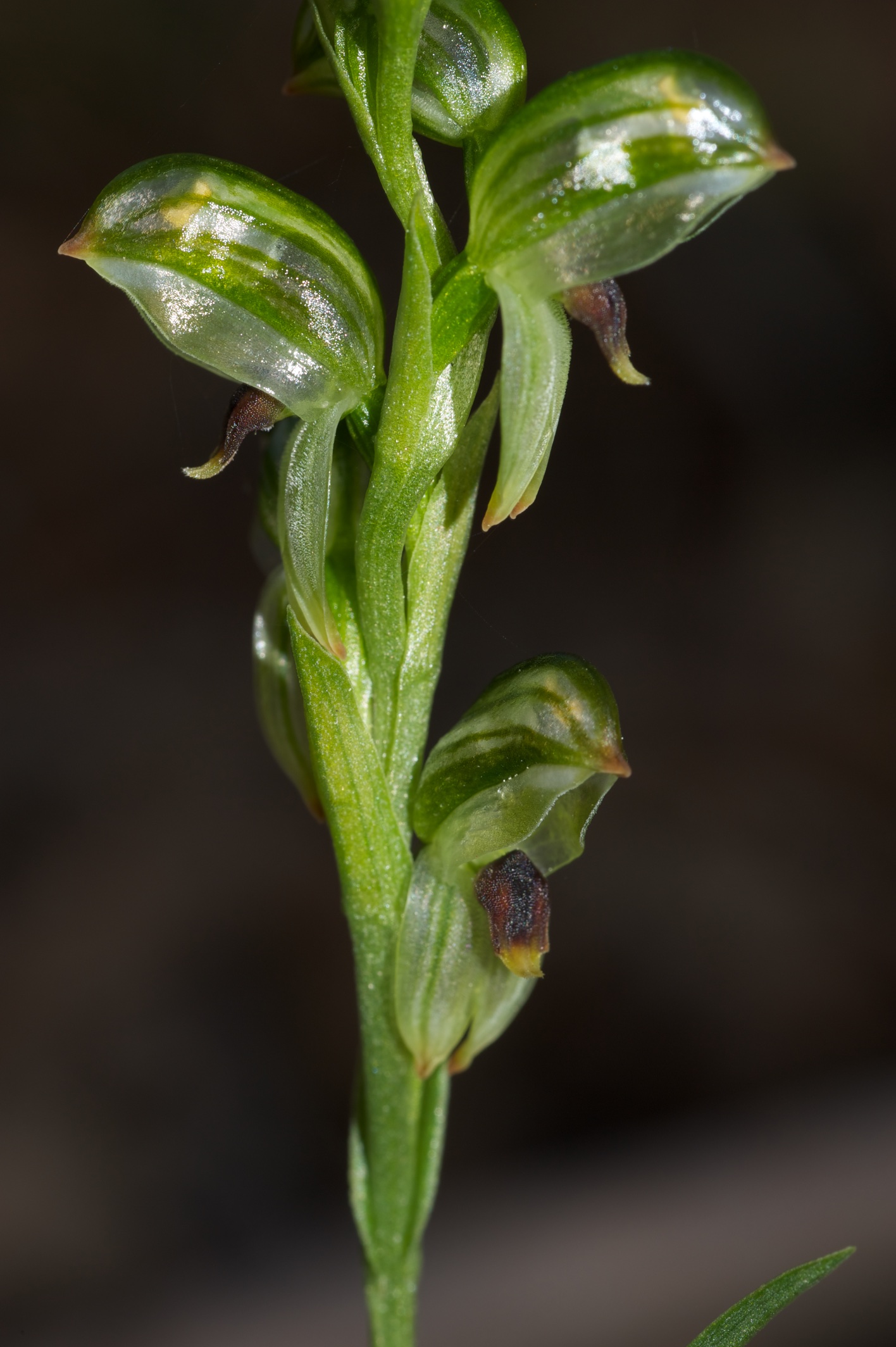  Pterostylis longifolia 