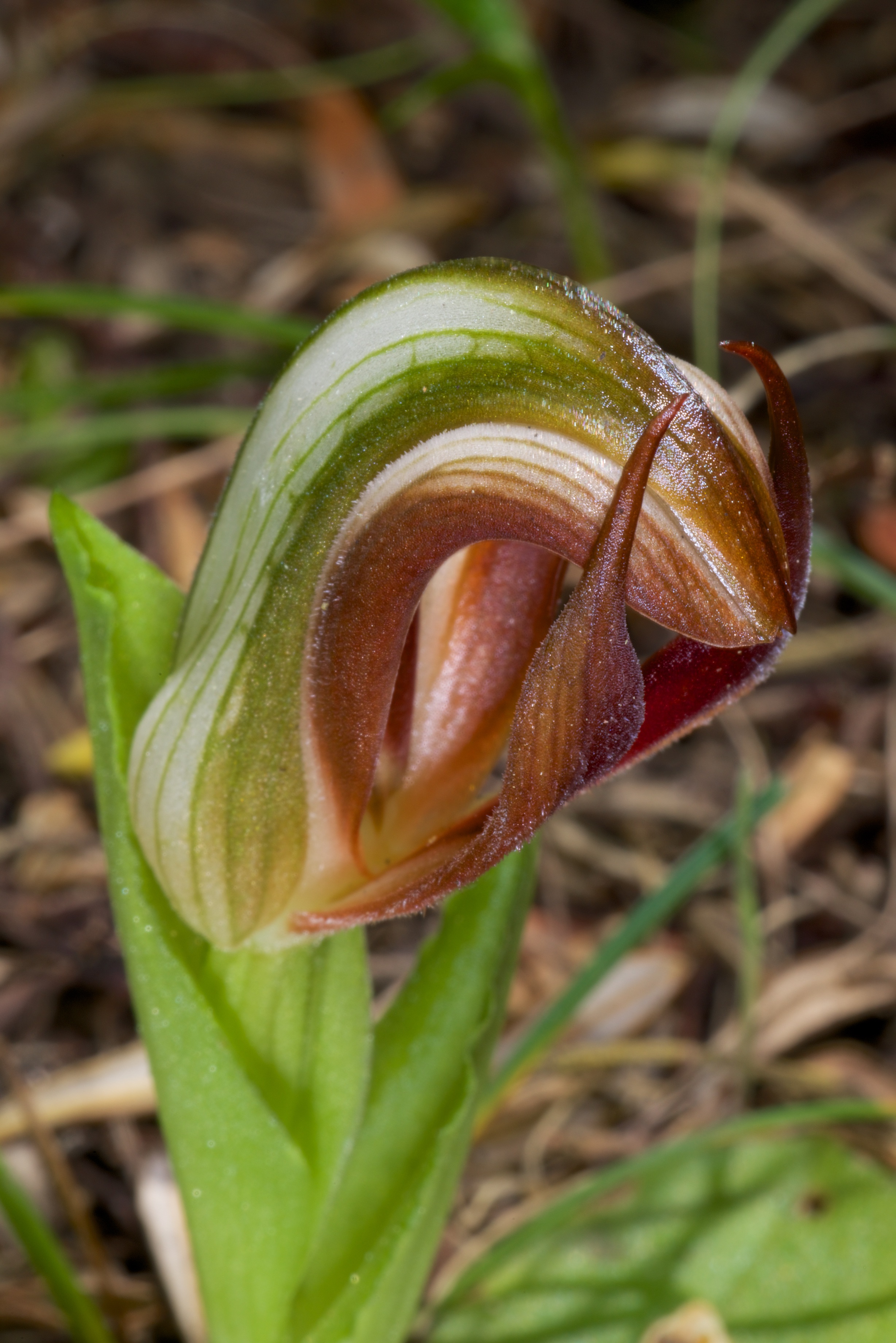  Pterostylis cucullata 