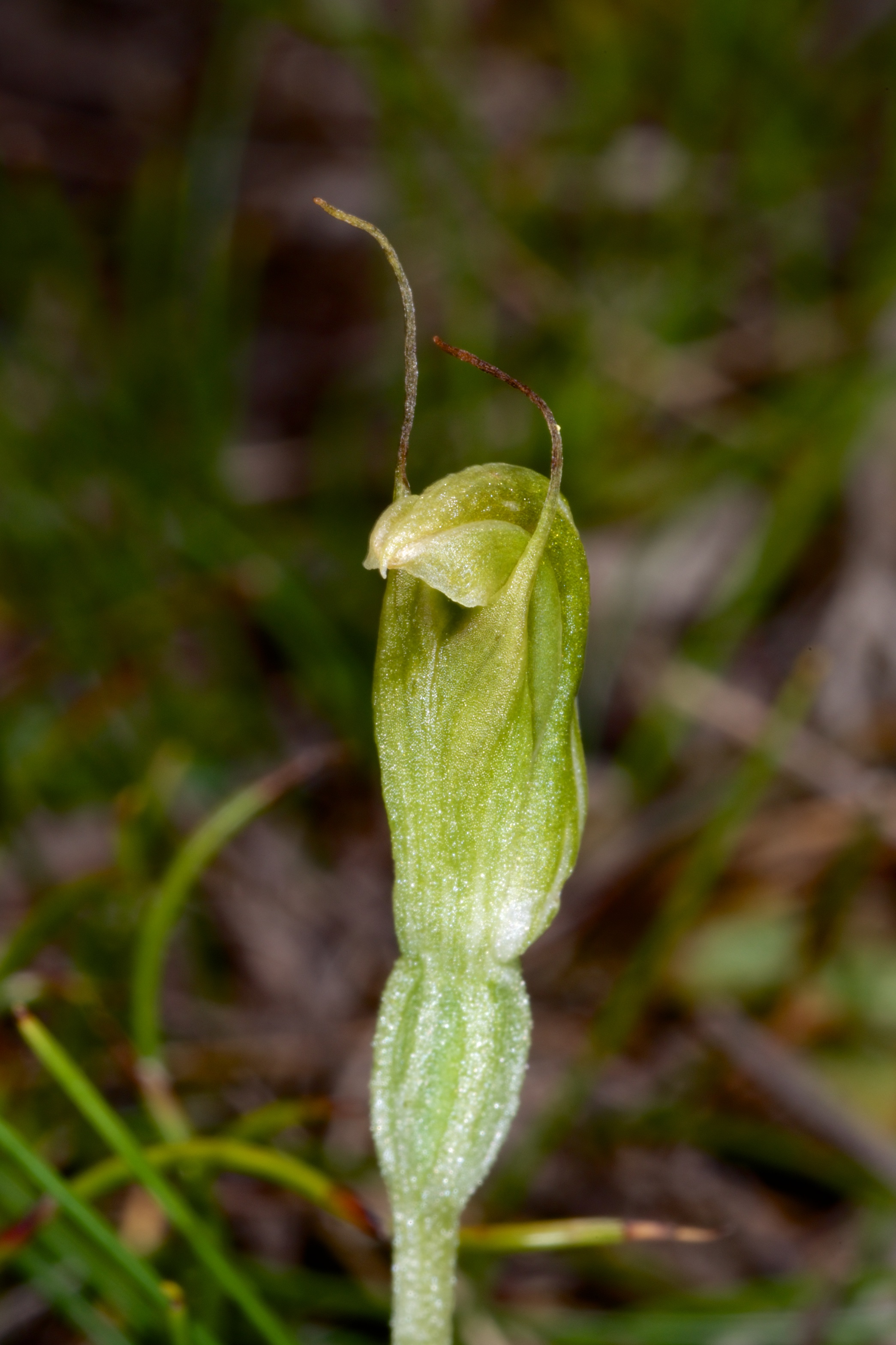  Pterostylis nana 