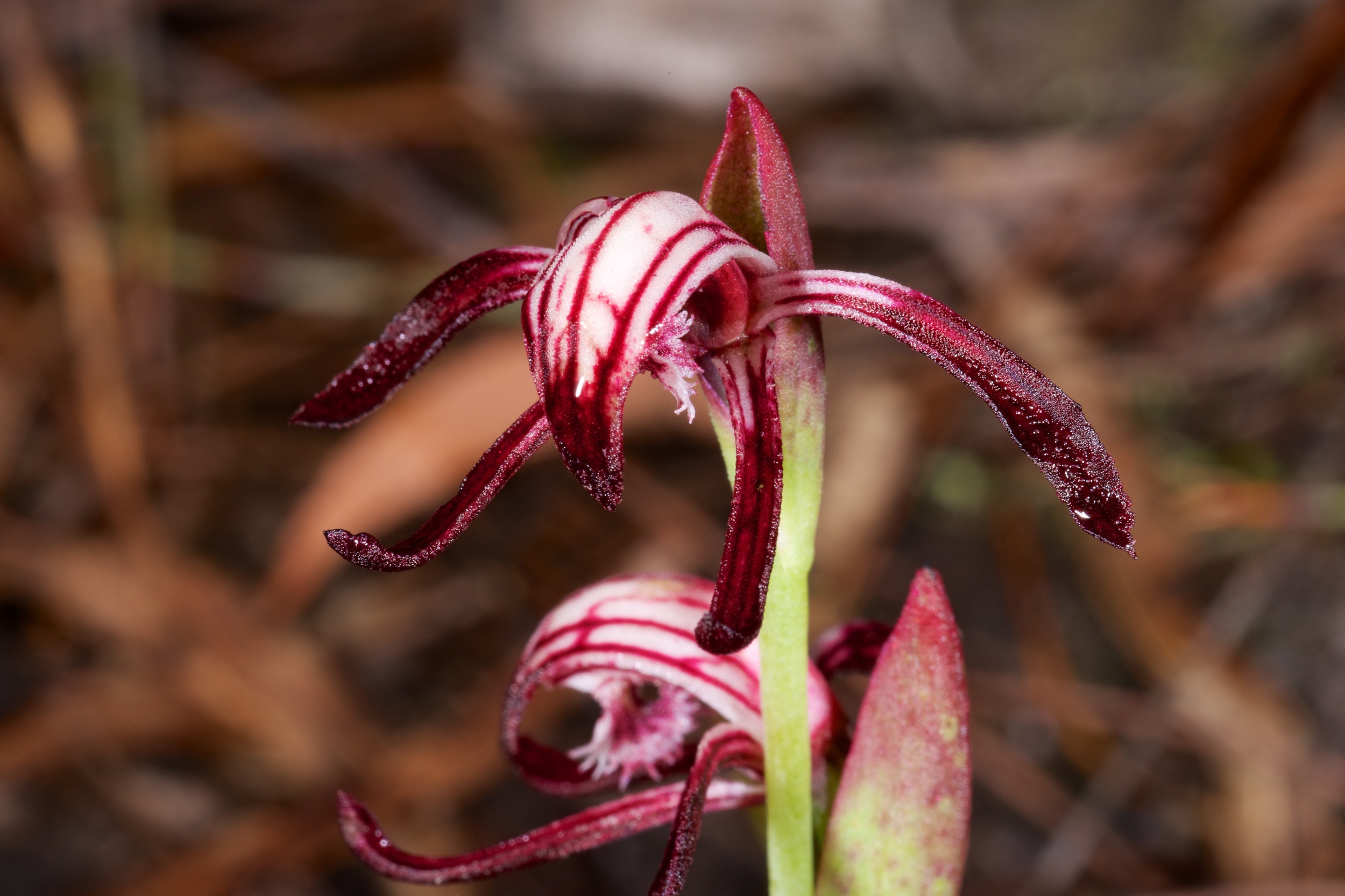  Pyrorchis nigricans 