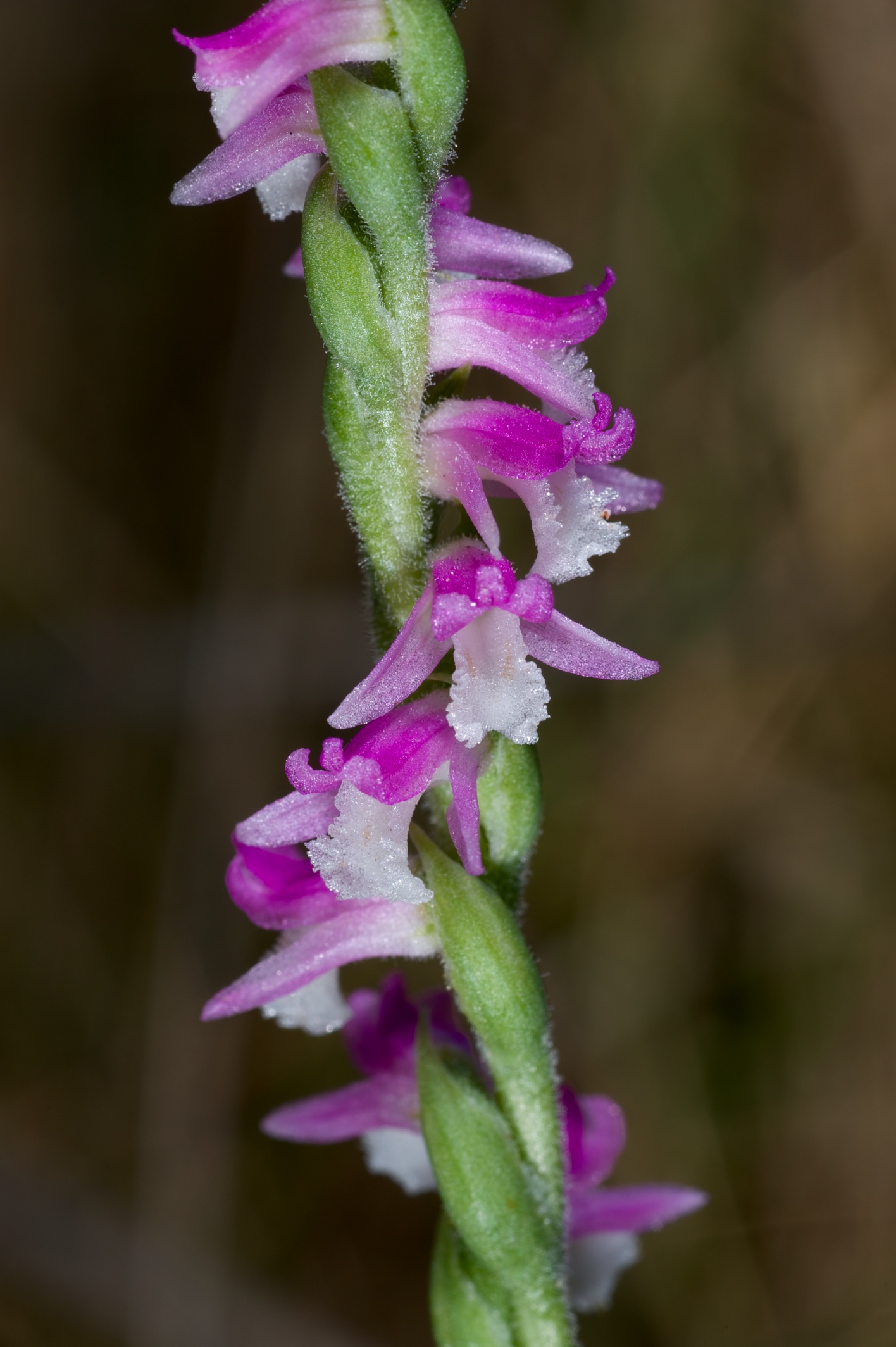  Spiranthes australis 