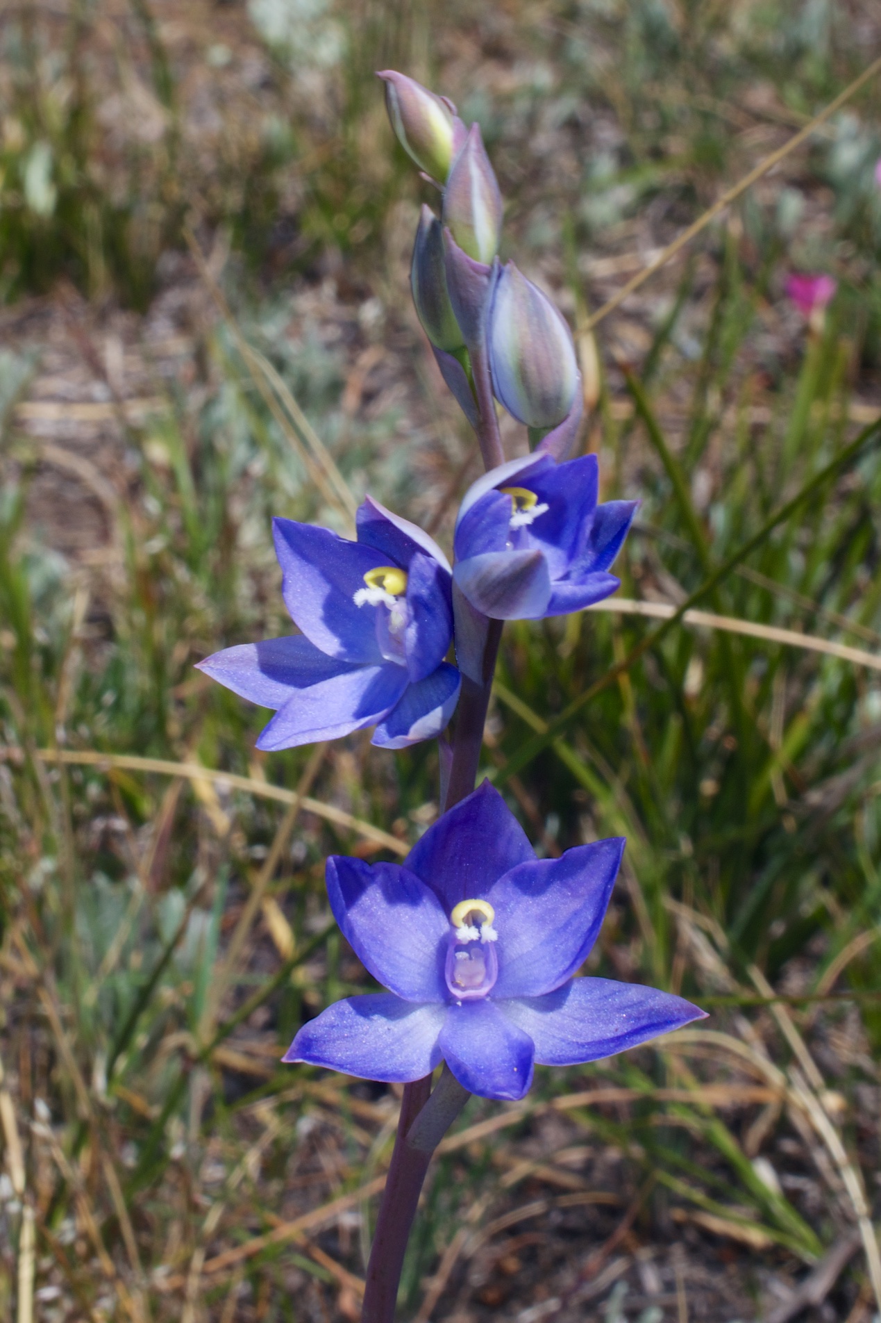  Thelymitra imbricata 