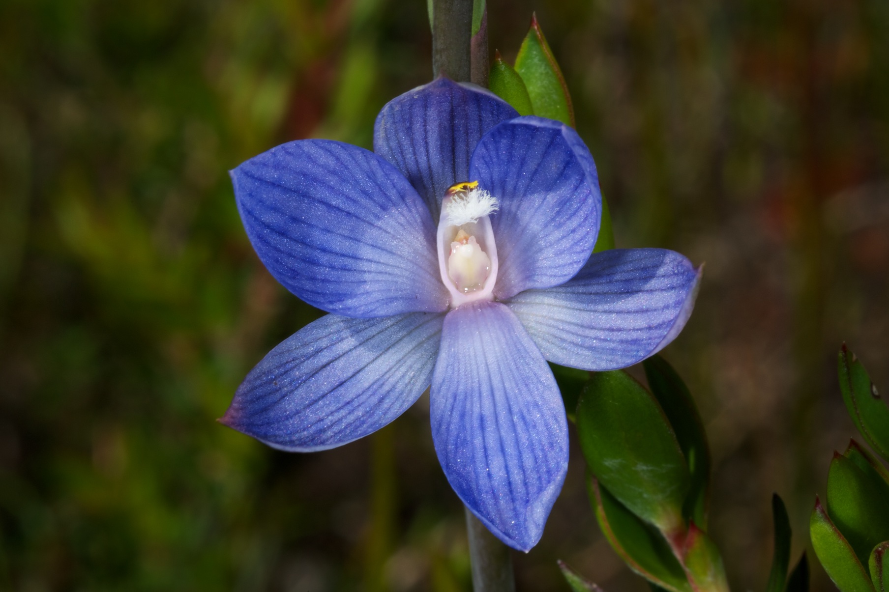  Thelymitra aristata 