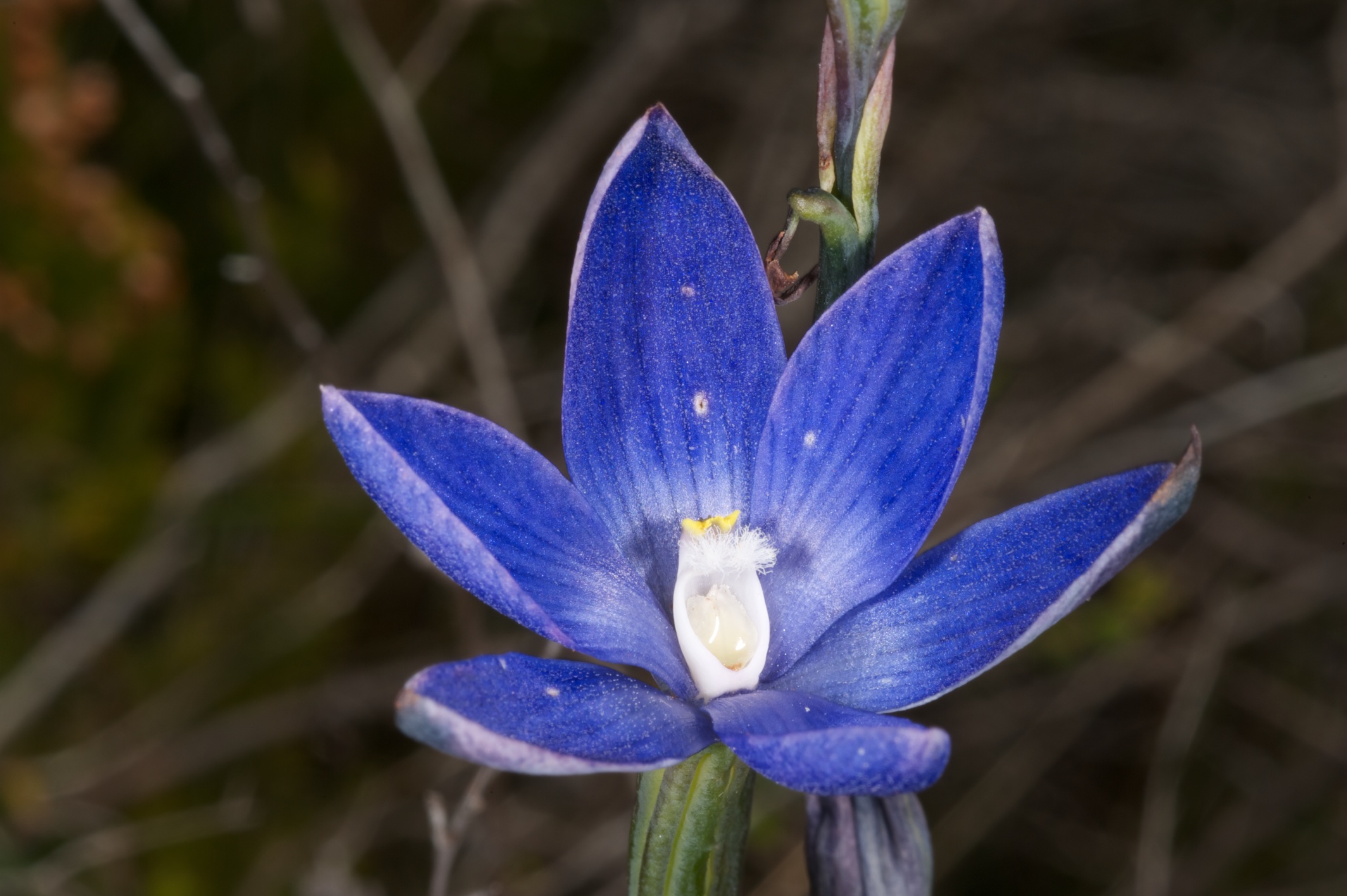  Thelymitra aristata 