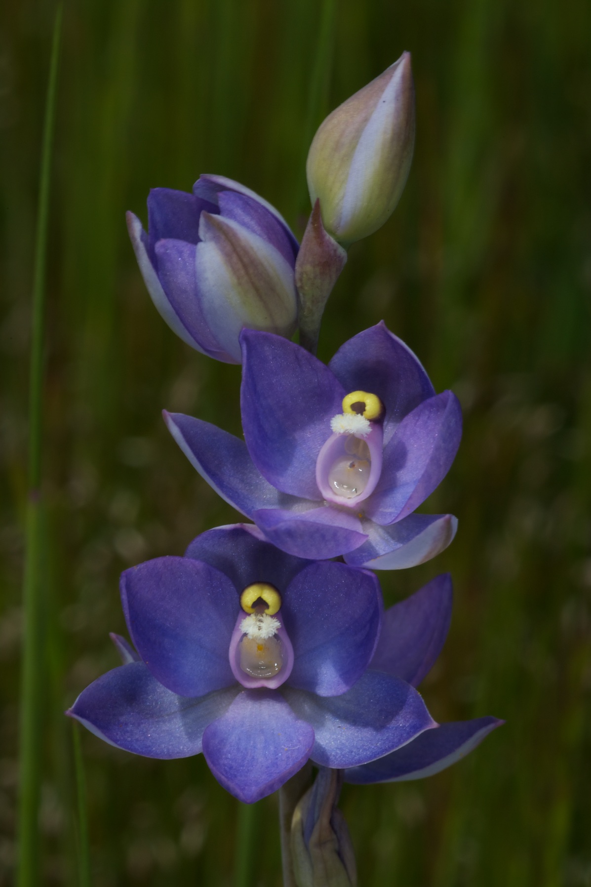  Thelymitra inbricata 