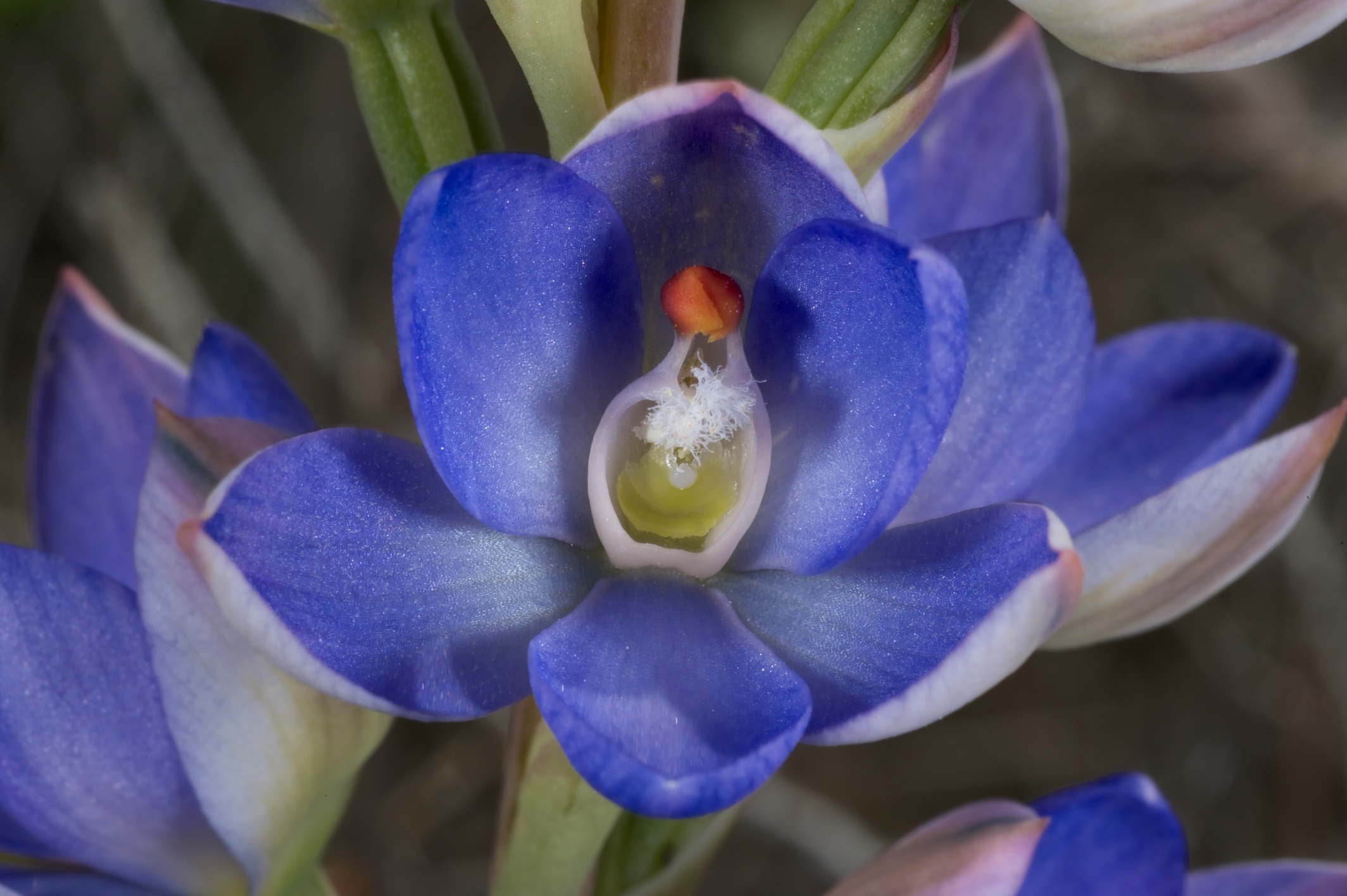  Thelymitra silena 