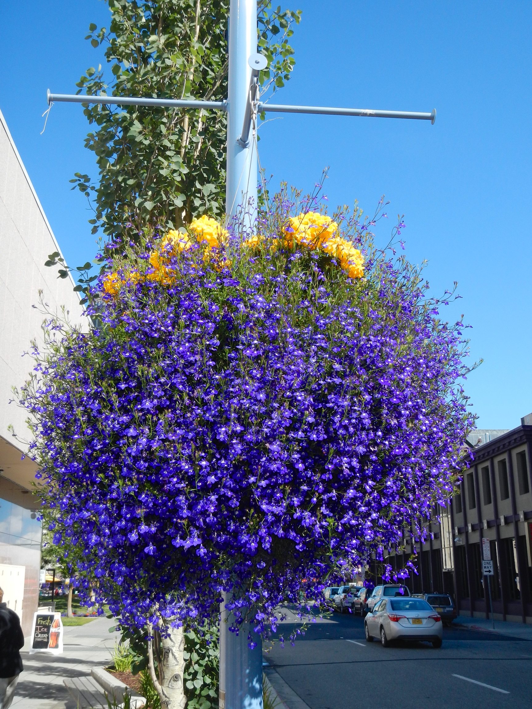  Hanging basket, Anchorage 