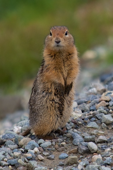  Ground squirrel, Denali National Park 