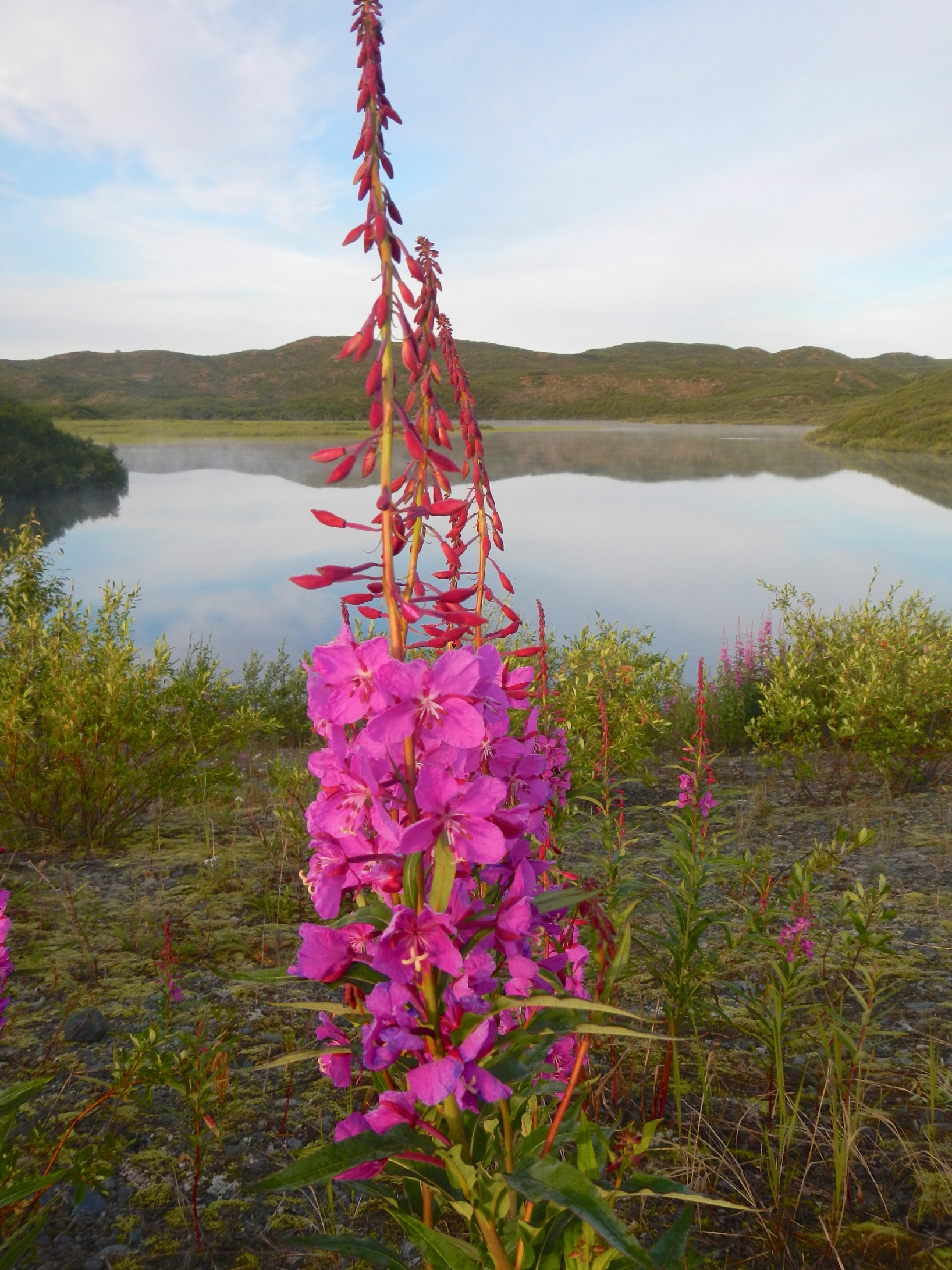  Fireweed, Maclaren 