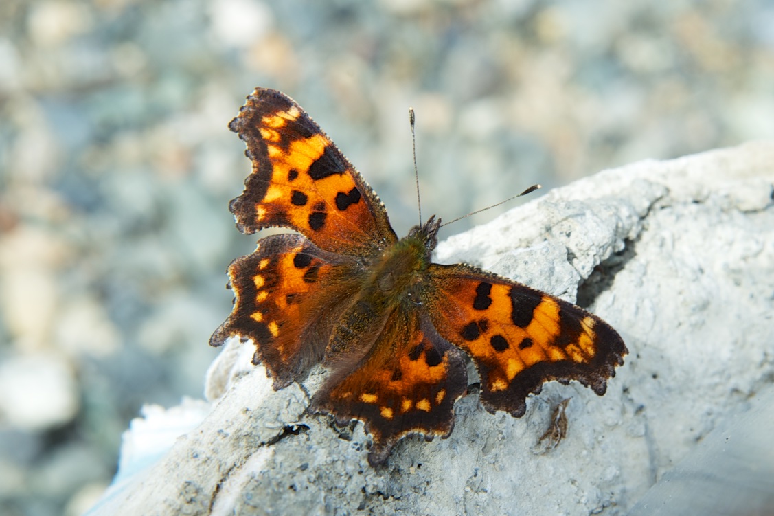  Butterfly, Haines Junction Visitor Centre, Yukon, Canada 
