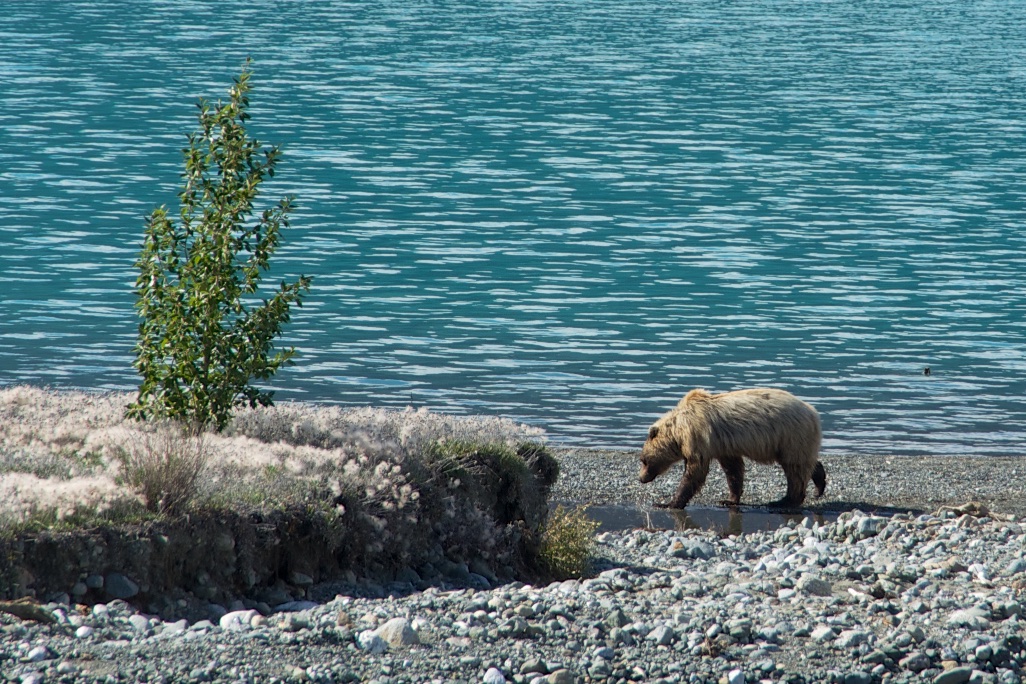  Grizzly Bear, Kluane Lake, Yukon, Canada 