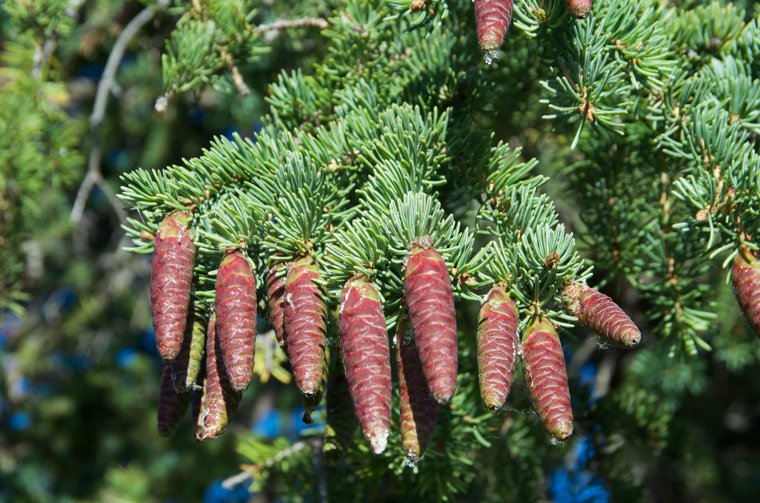  Spruce cones, Kluane NP campsite, Yukon, Canada 