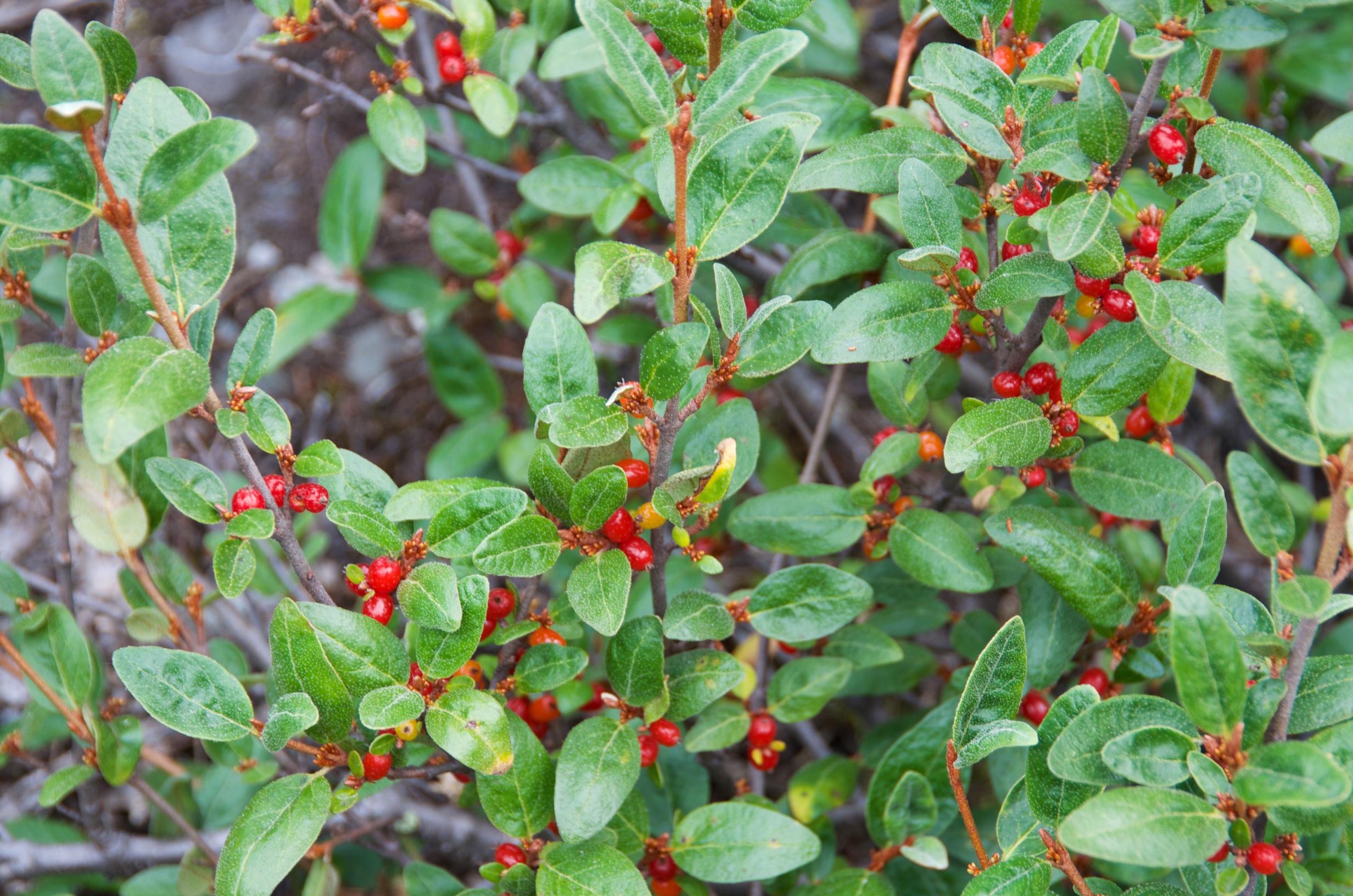  Soap berries, Kennicott, Alaska 