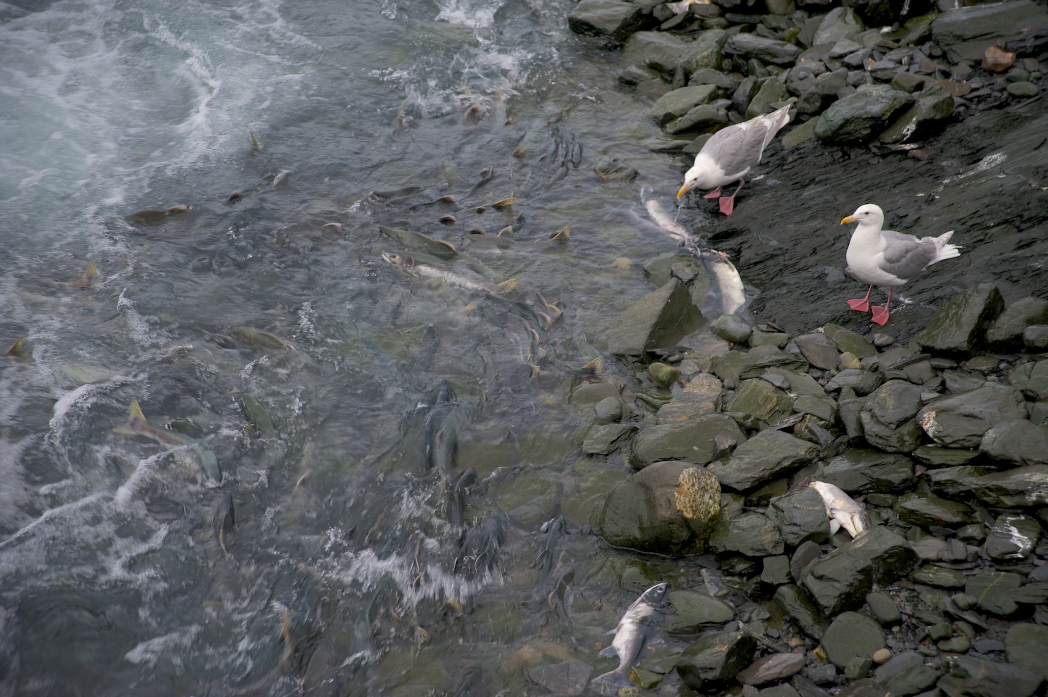 Fish &amp; birds at the salmon hatchery, Valdez, Alaska 