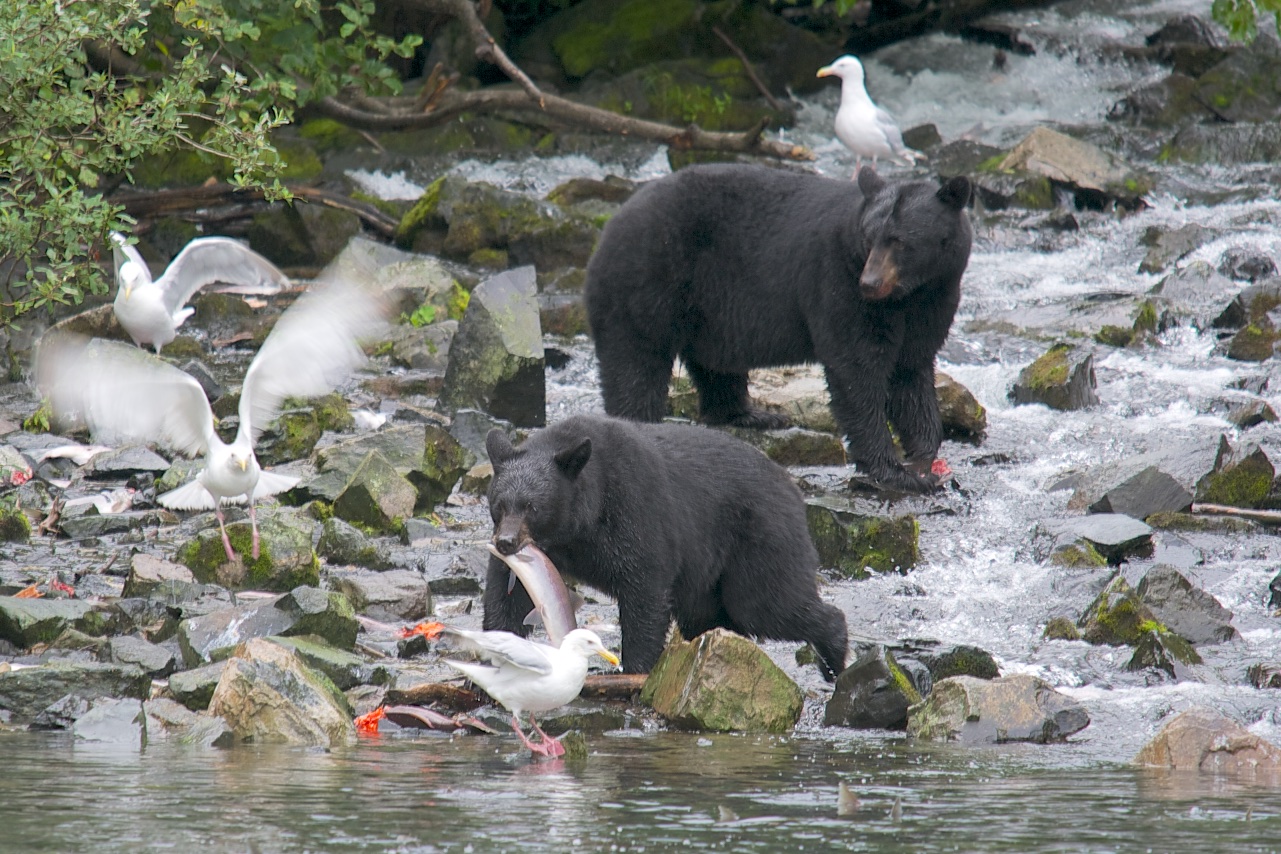  Black bear, Wolverine Creek, Alaska 