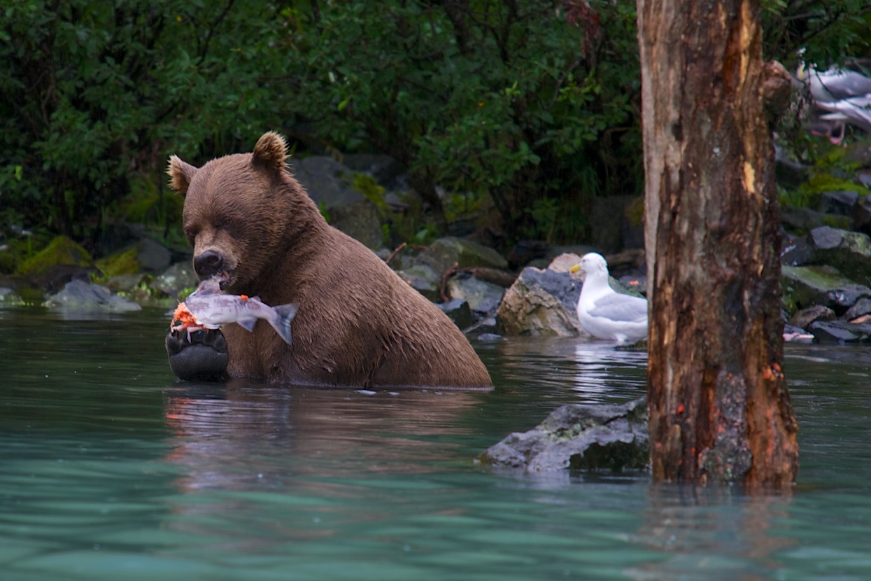  Brown bear, Wolverine Creek, Alaska 
