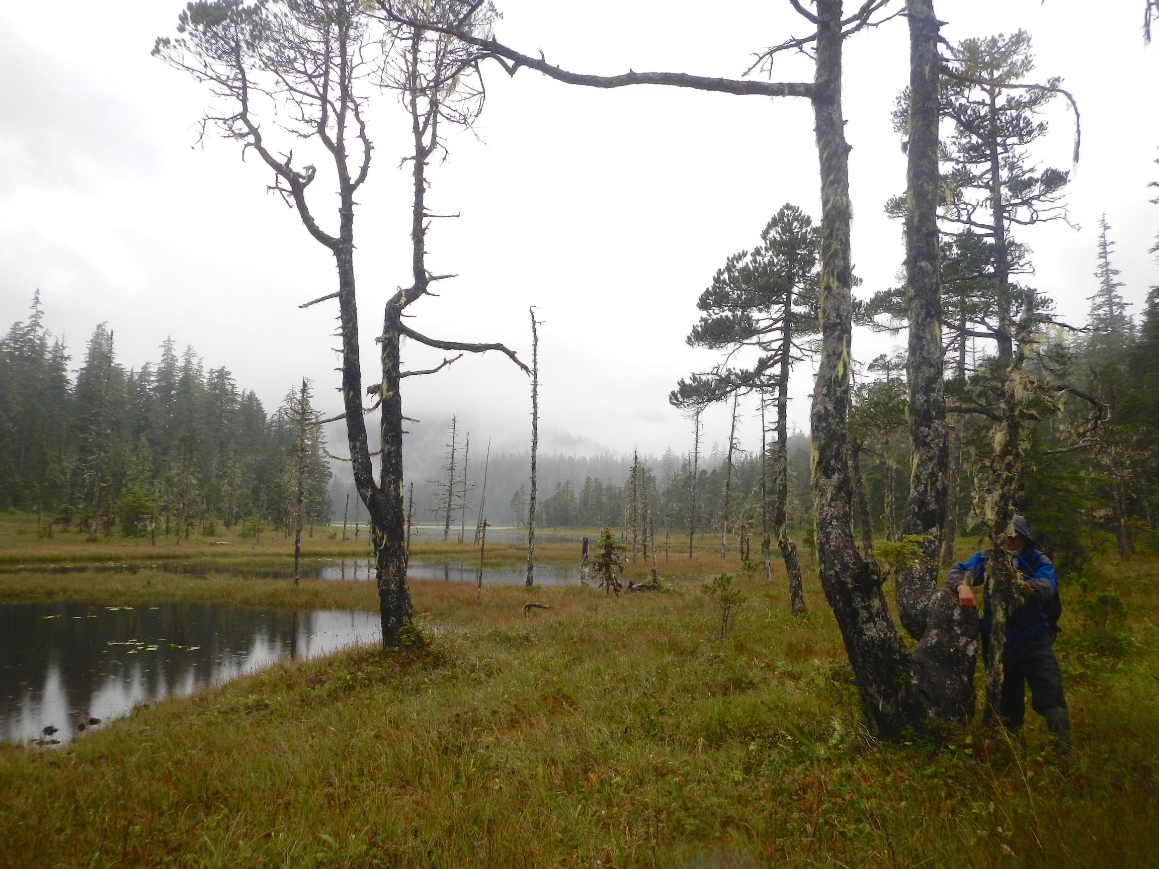  Lake, Three Lakes Trail, Rainforest walk, Ideal Cove, Alaska 