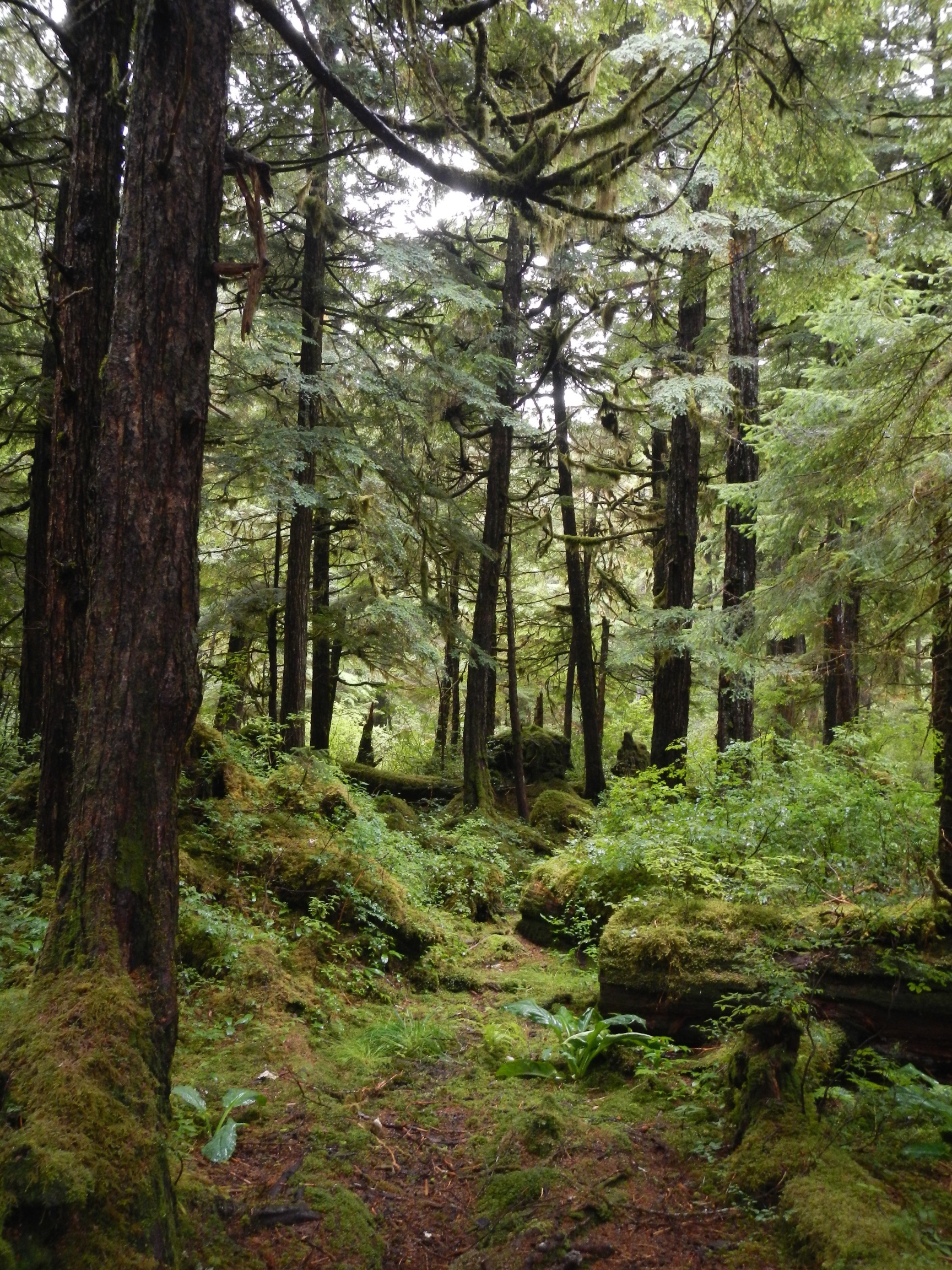  Forest, Lake Eva, Chatham Strait, Alaska 