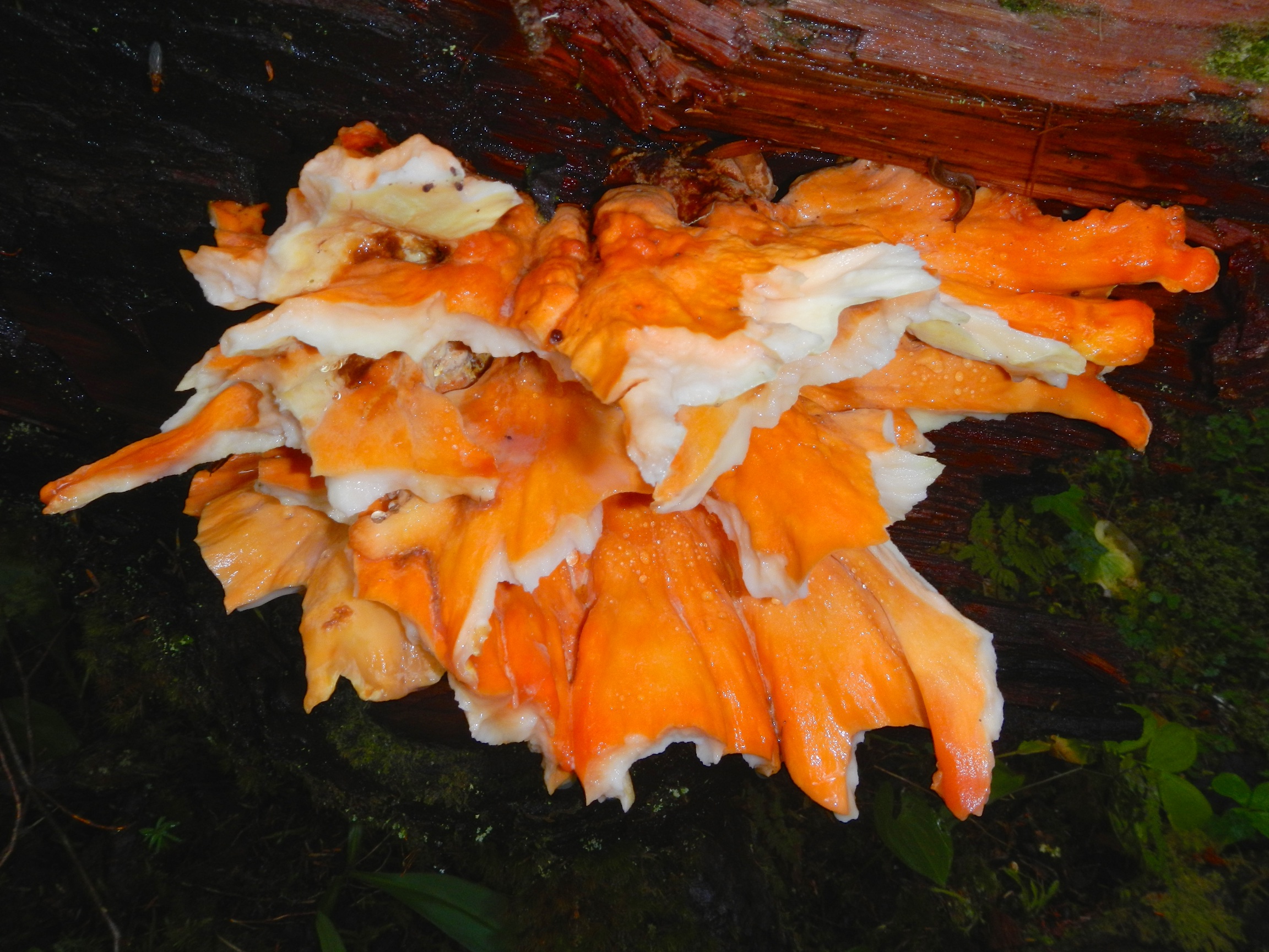  Chicken fungus, Lake Eva, Chatham Strait, Alaska 