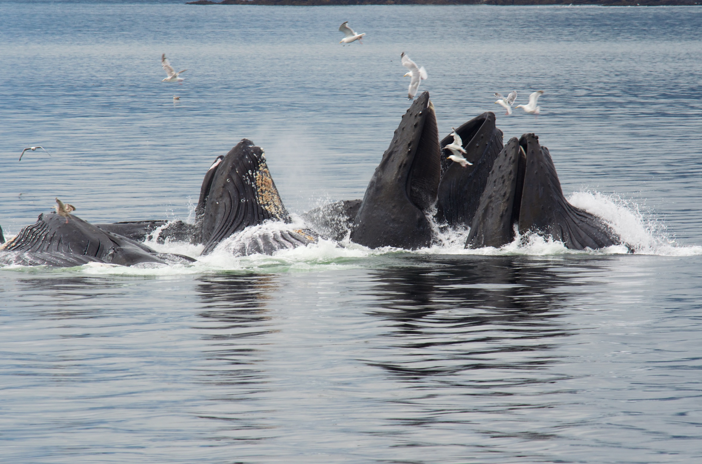  Humpback whales, Chatham Strait, Alaska 