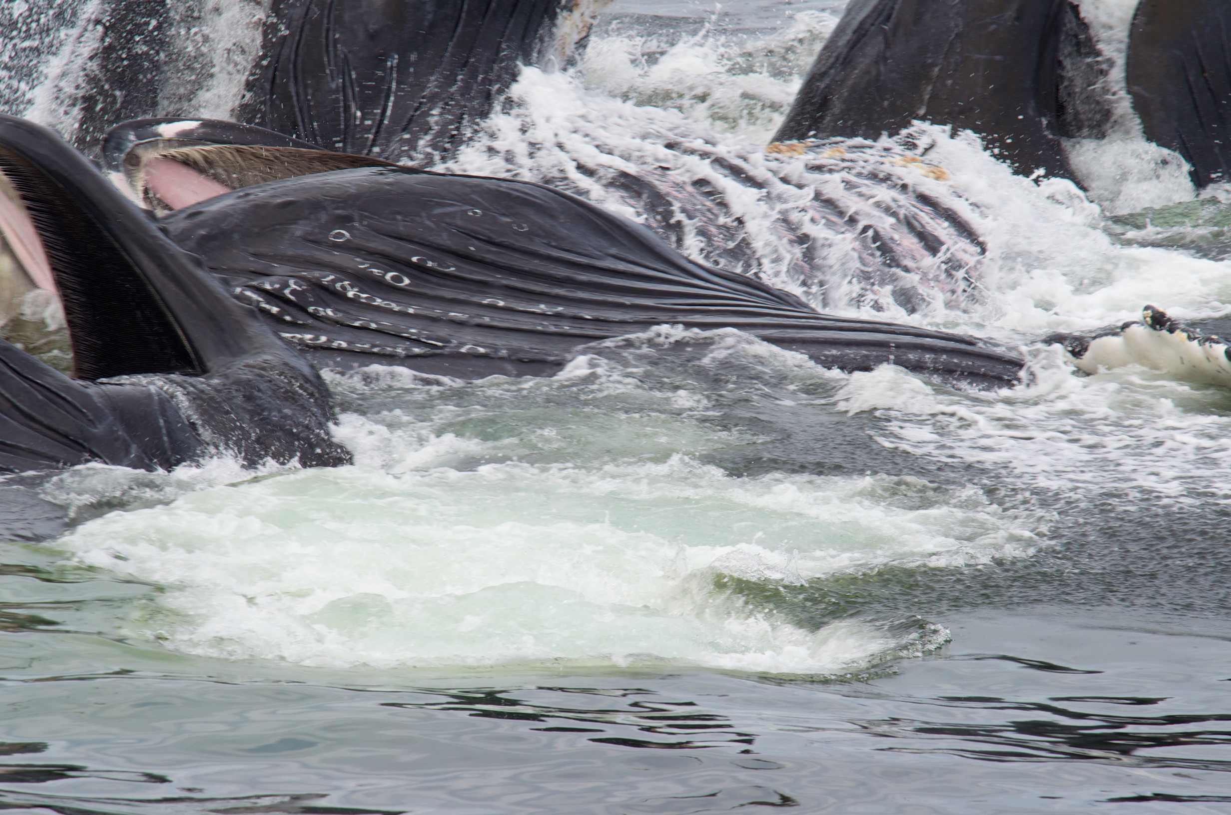  Humpback whales, Chatham Strait, Alaska 