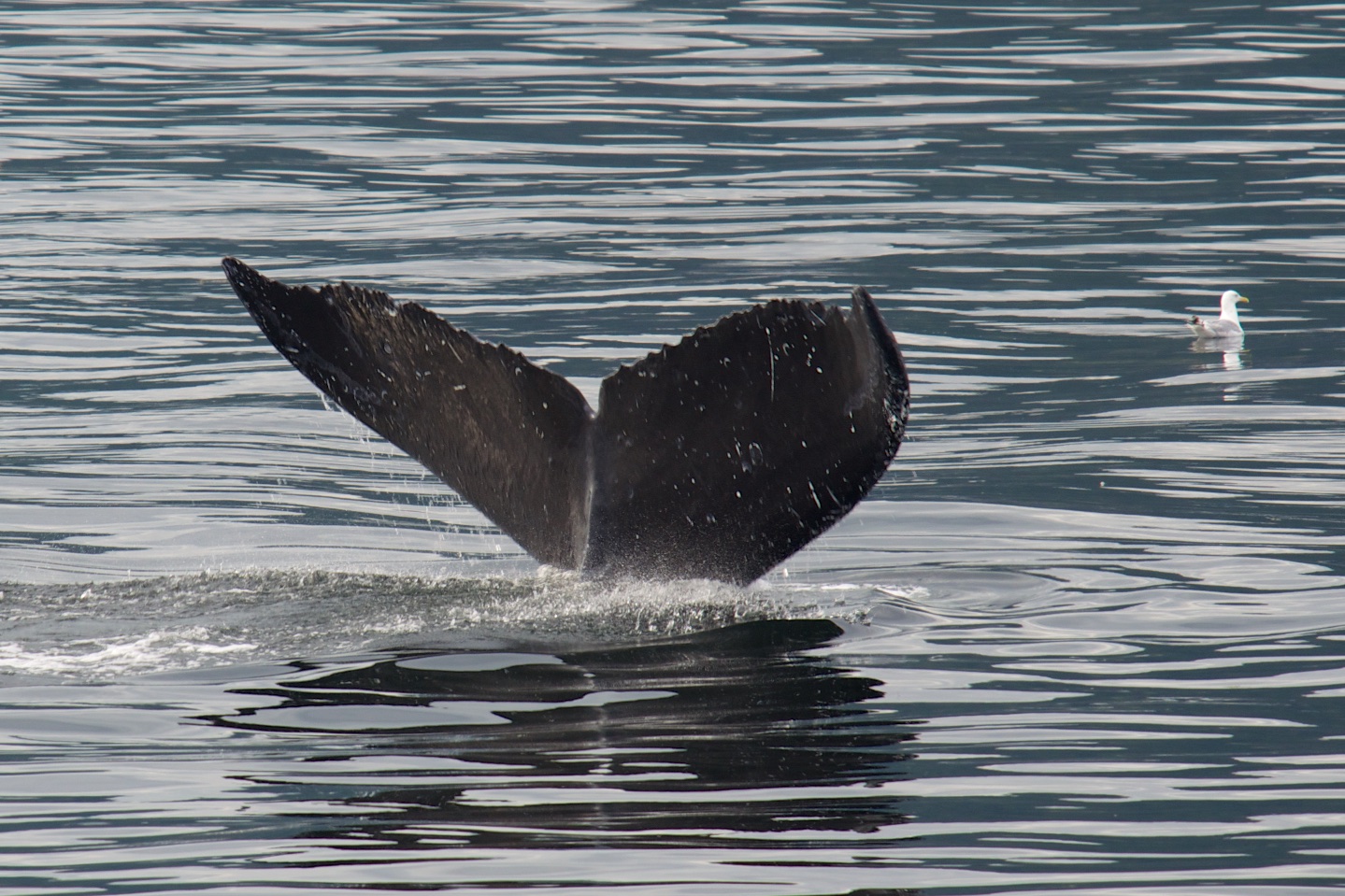  Humpback whale tail, Chatham Strait, Alaska 