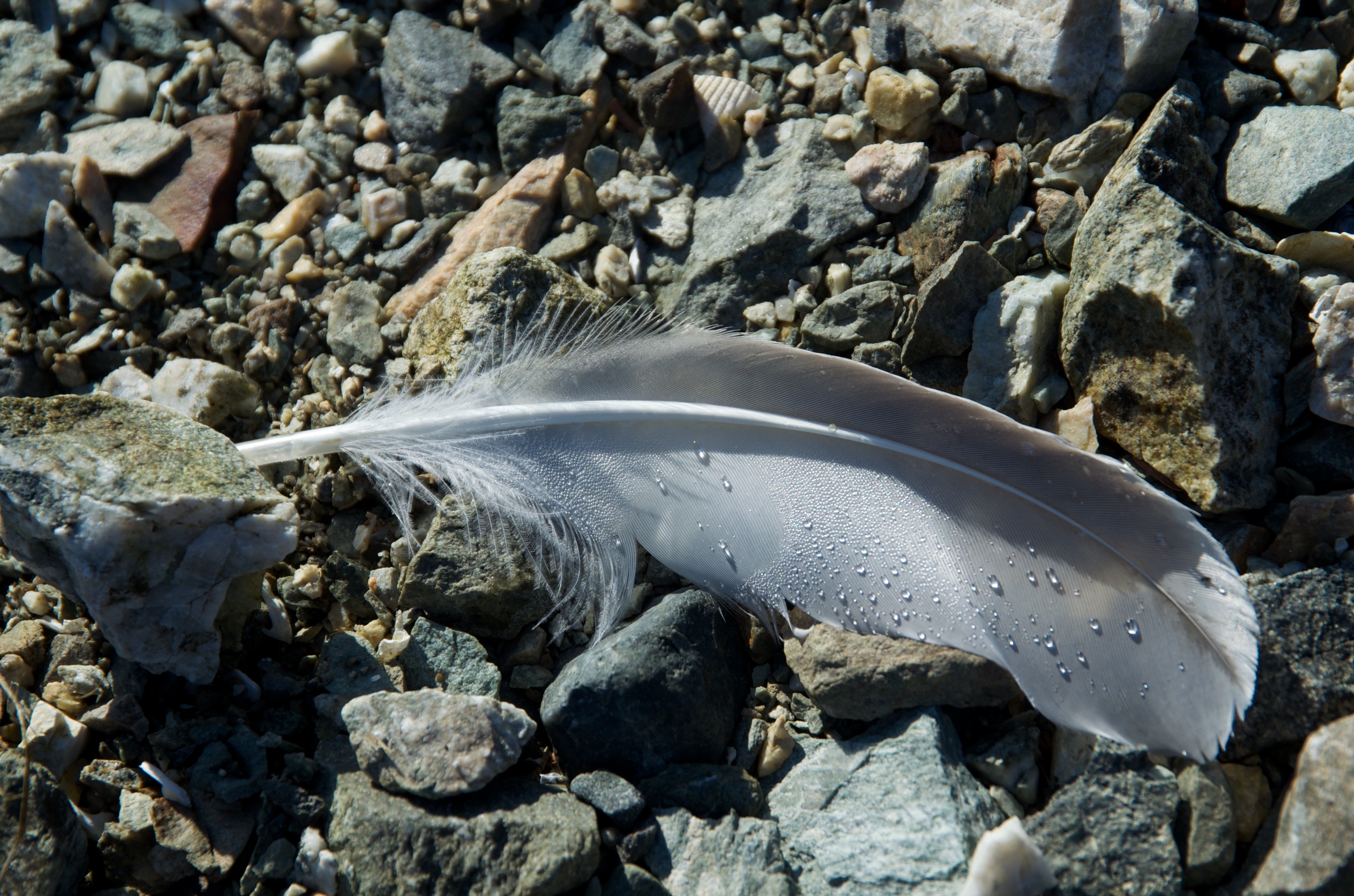  Feather, Port Althorp, Alaska 