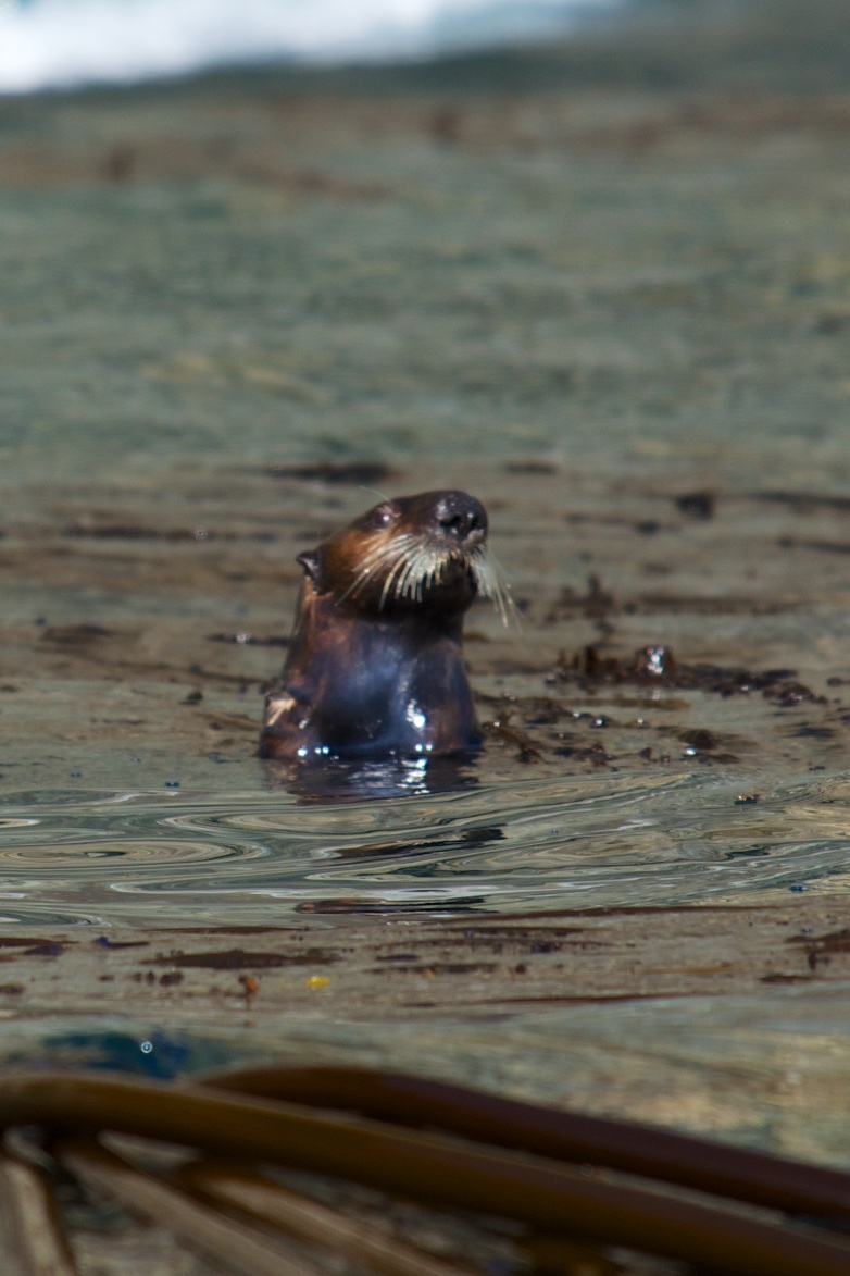  Sea otter, Inian Islands, Alaska 