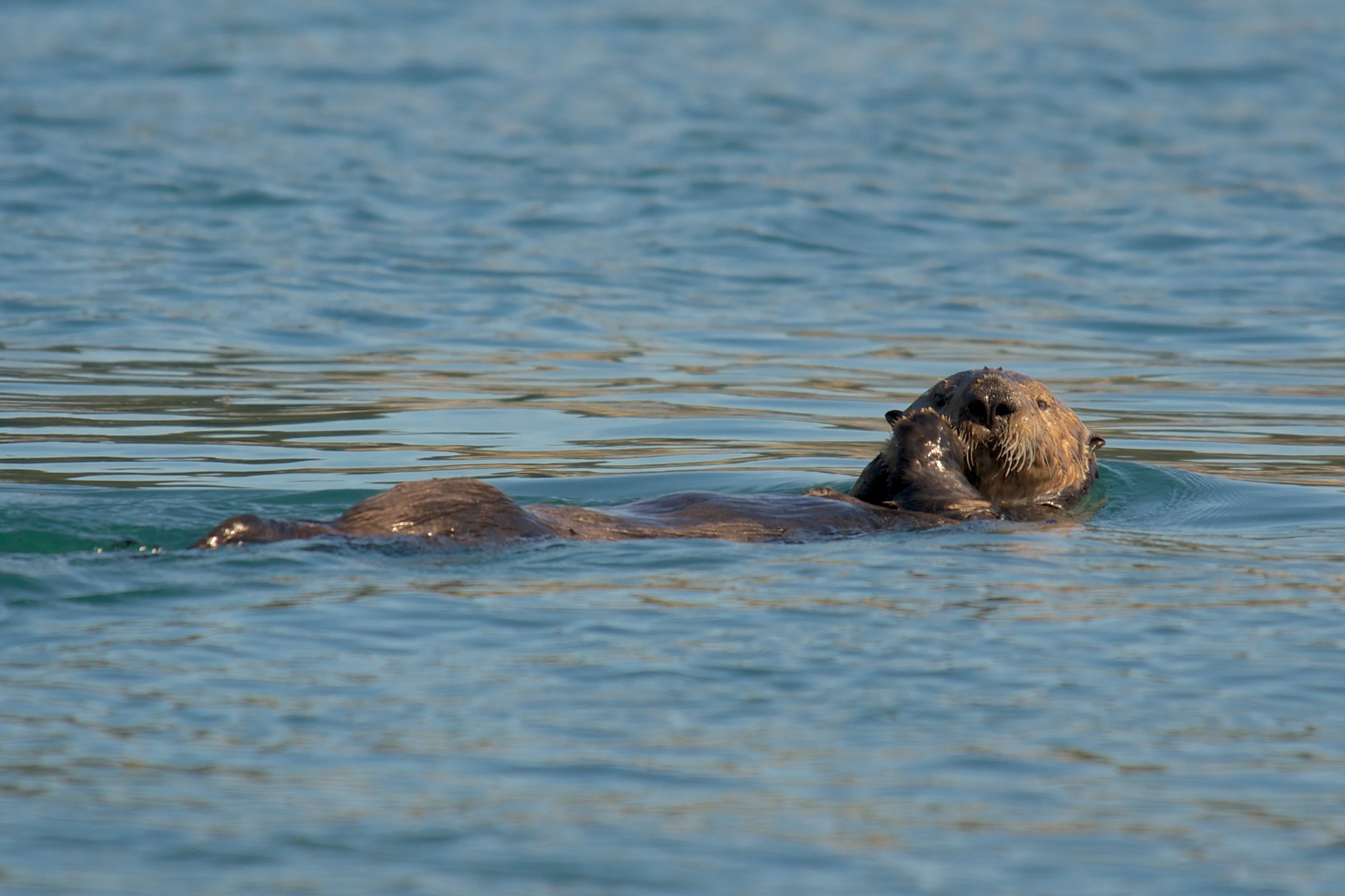  Sea otter, Inian Islands, Alaska 