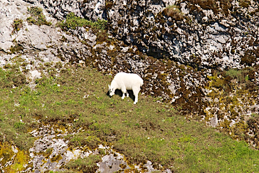  Goat, Inian Islands, Alaska 