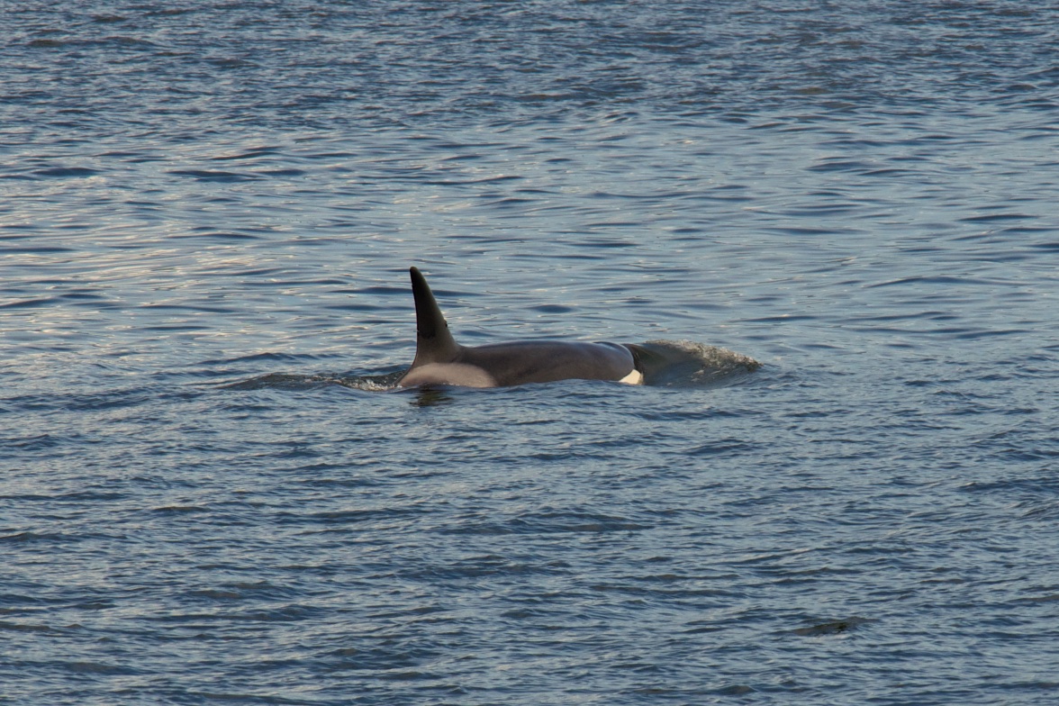  Orca, Chichagof Island, Alaska 