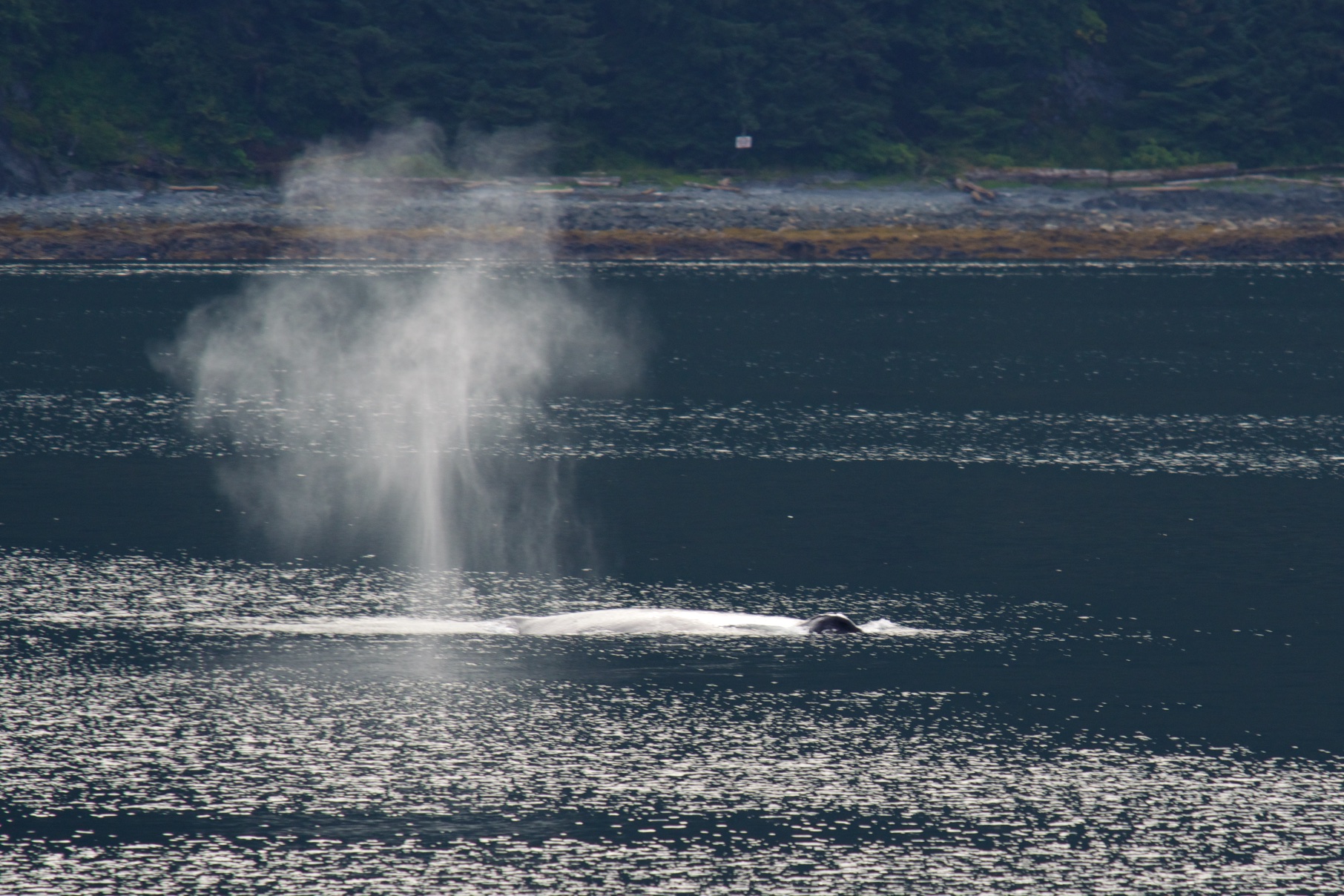  Humpback whale, Chichagof Island, Alaska 