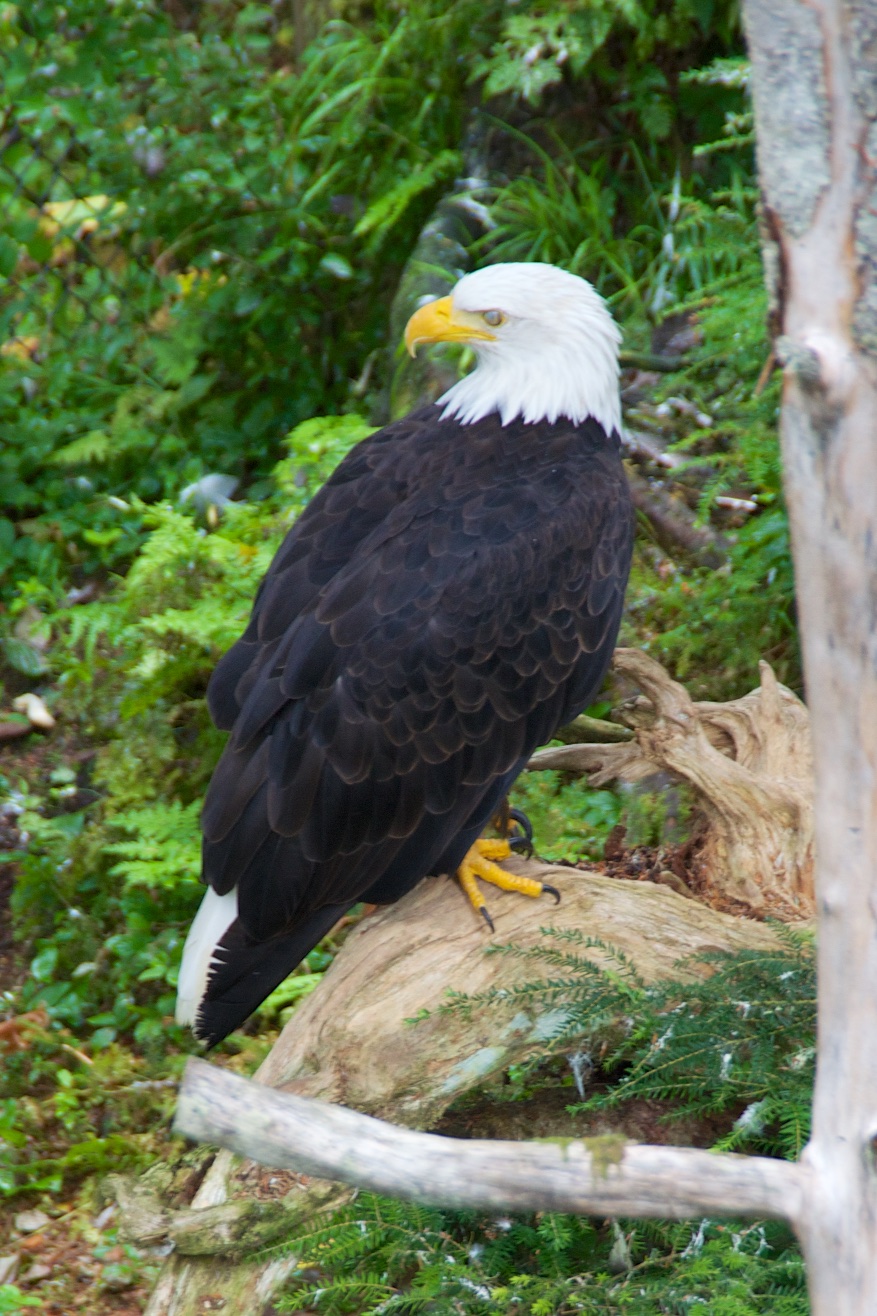  Bald eagle, Raptor Park, Sitka, Alaska 