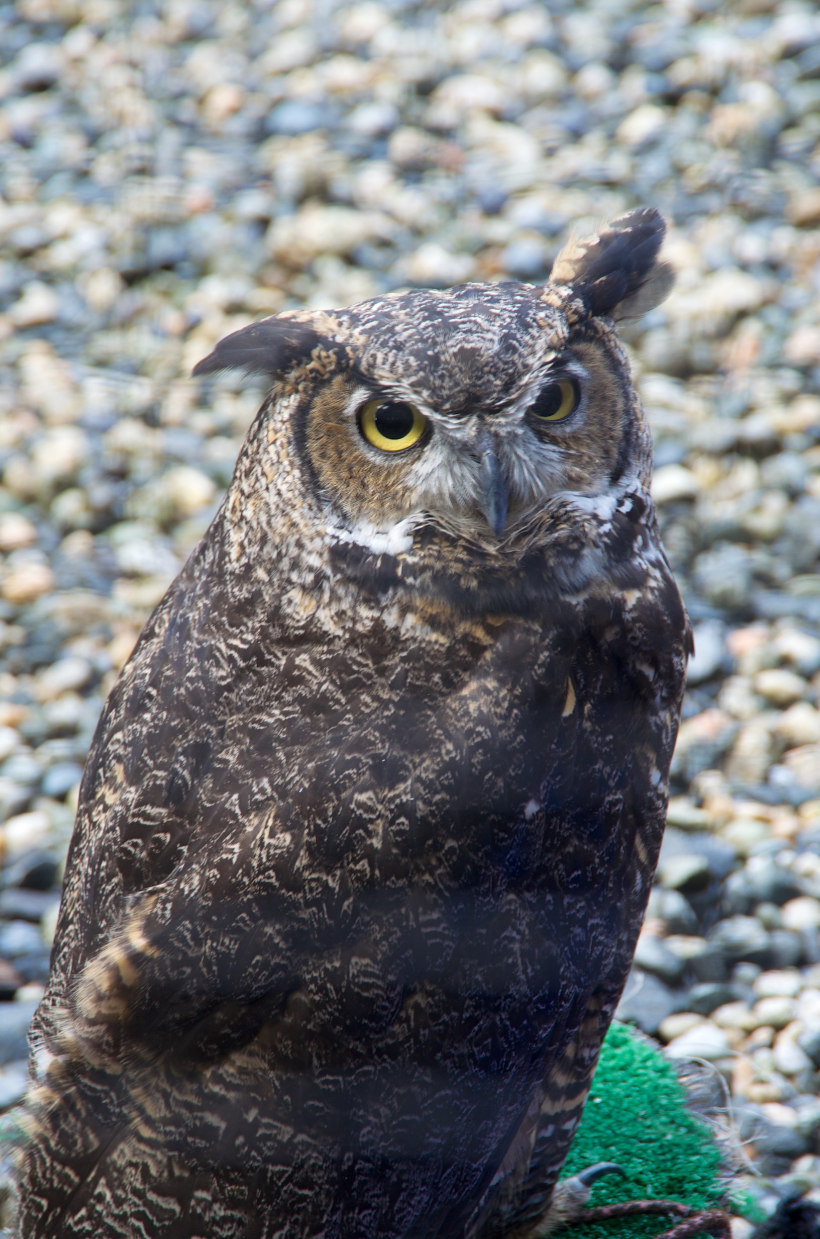  Spotted eagle owl, Raptor Park, Sitka, Alaska 