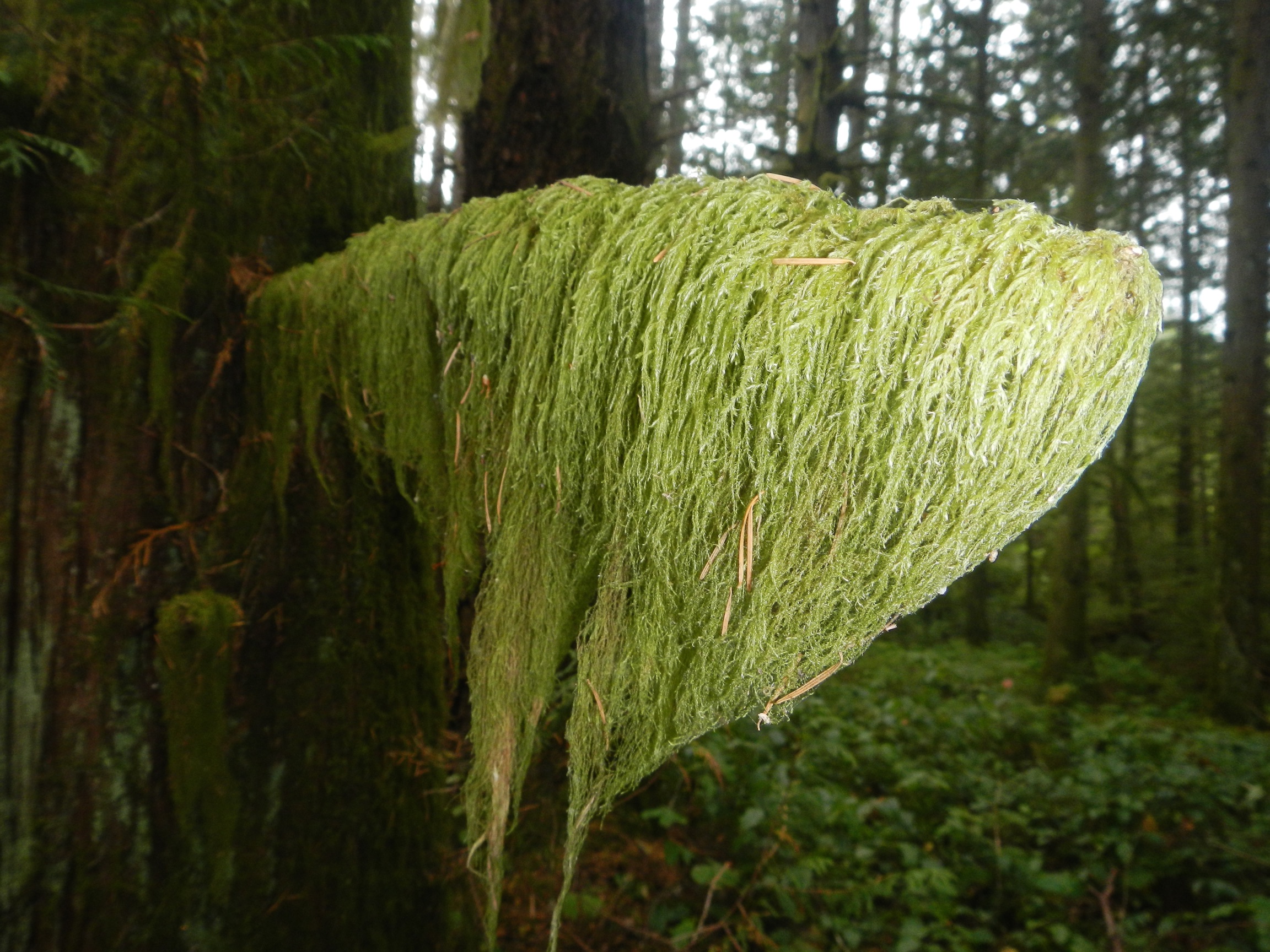  Old man's beard. Nymph Falls, Puntledge R, Courtenay, Vancouver Is, Canada 