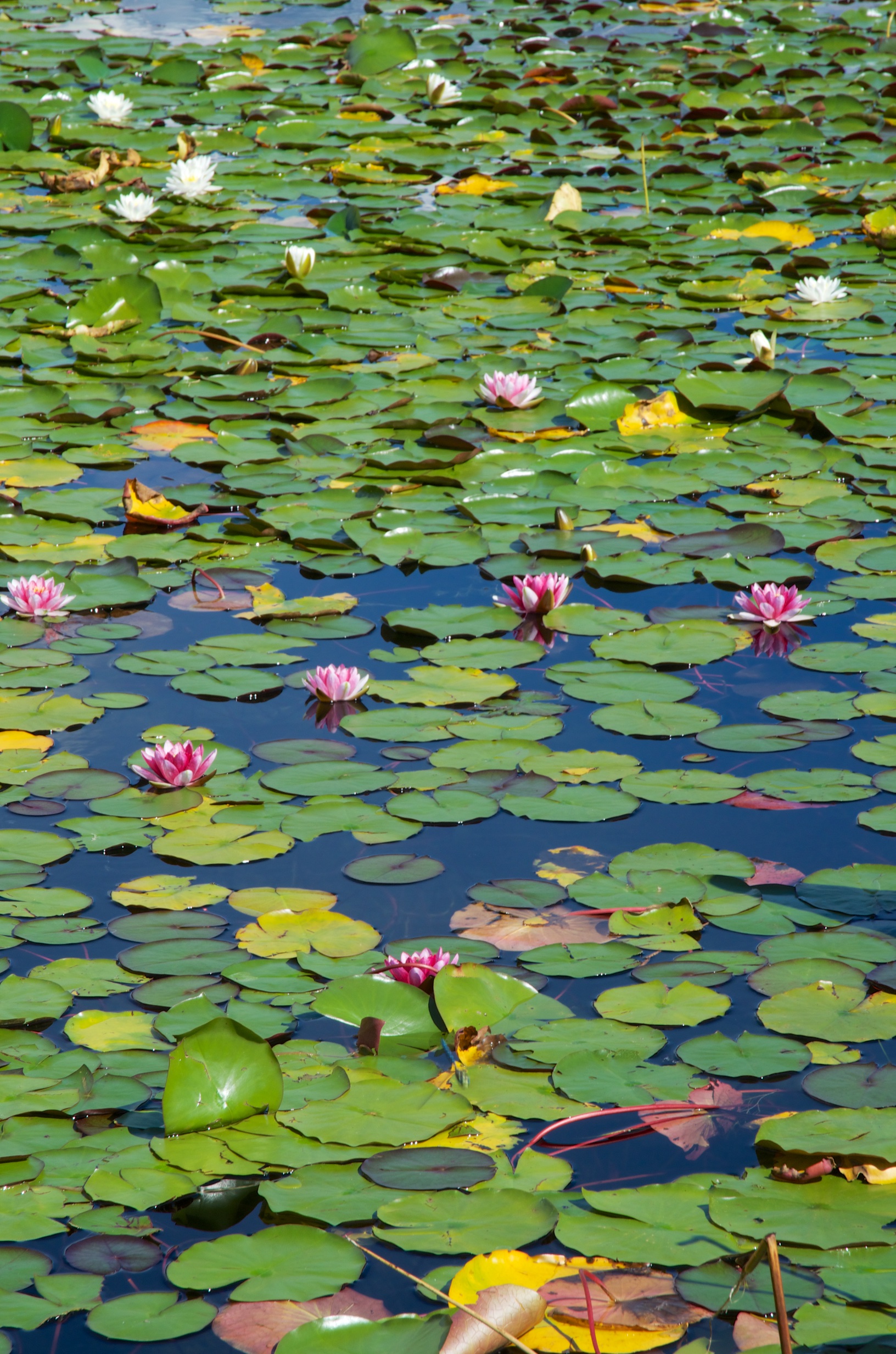  Water lilies on Lake at Painted Turtle restaurant, Clearwater, British Columbia, Canada 