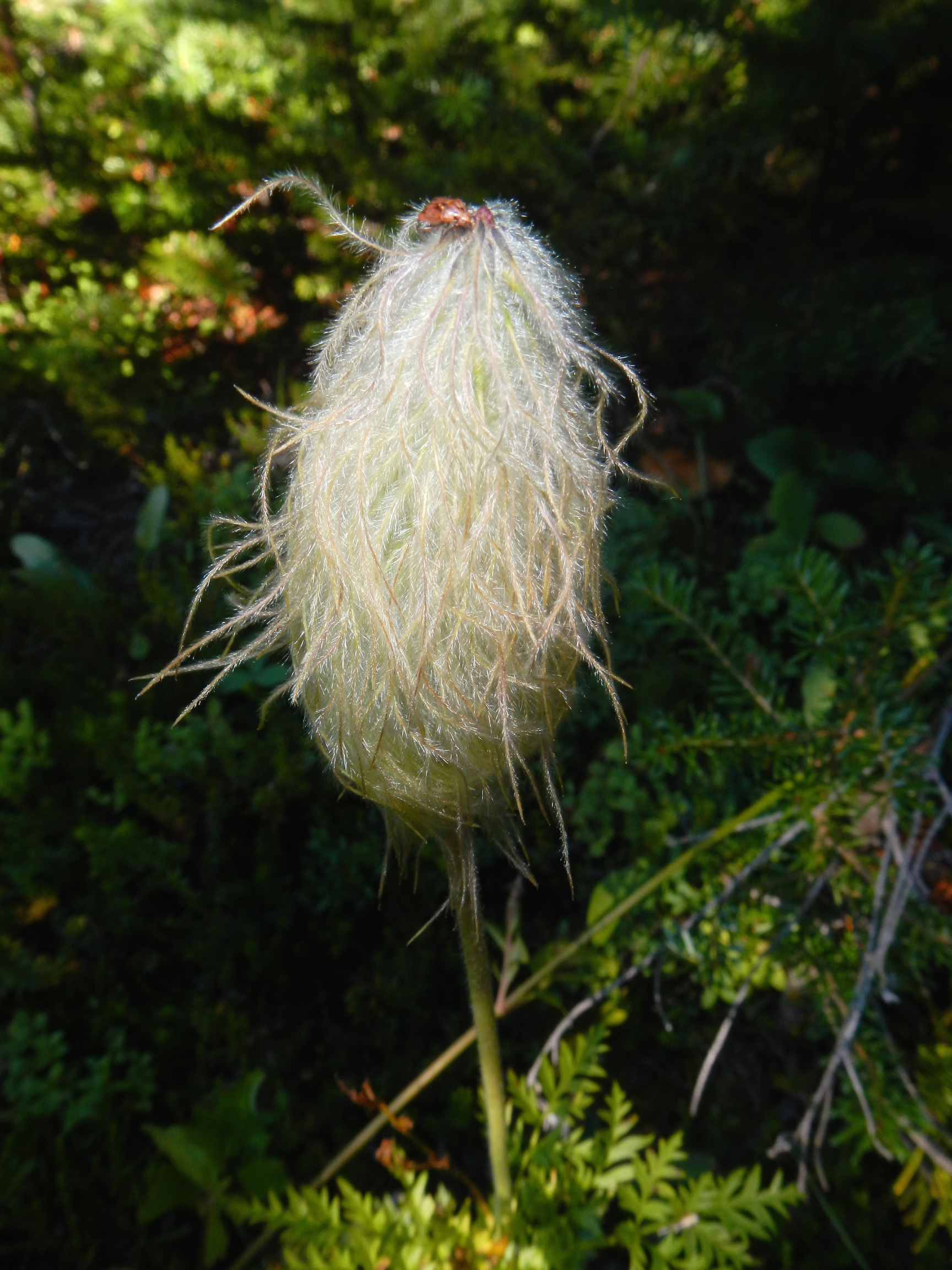  Clematis seeds, Peyto Lake, Icefields Parkway, Canada 