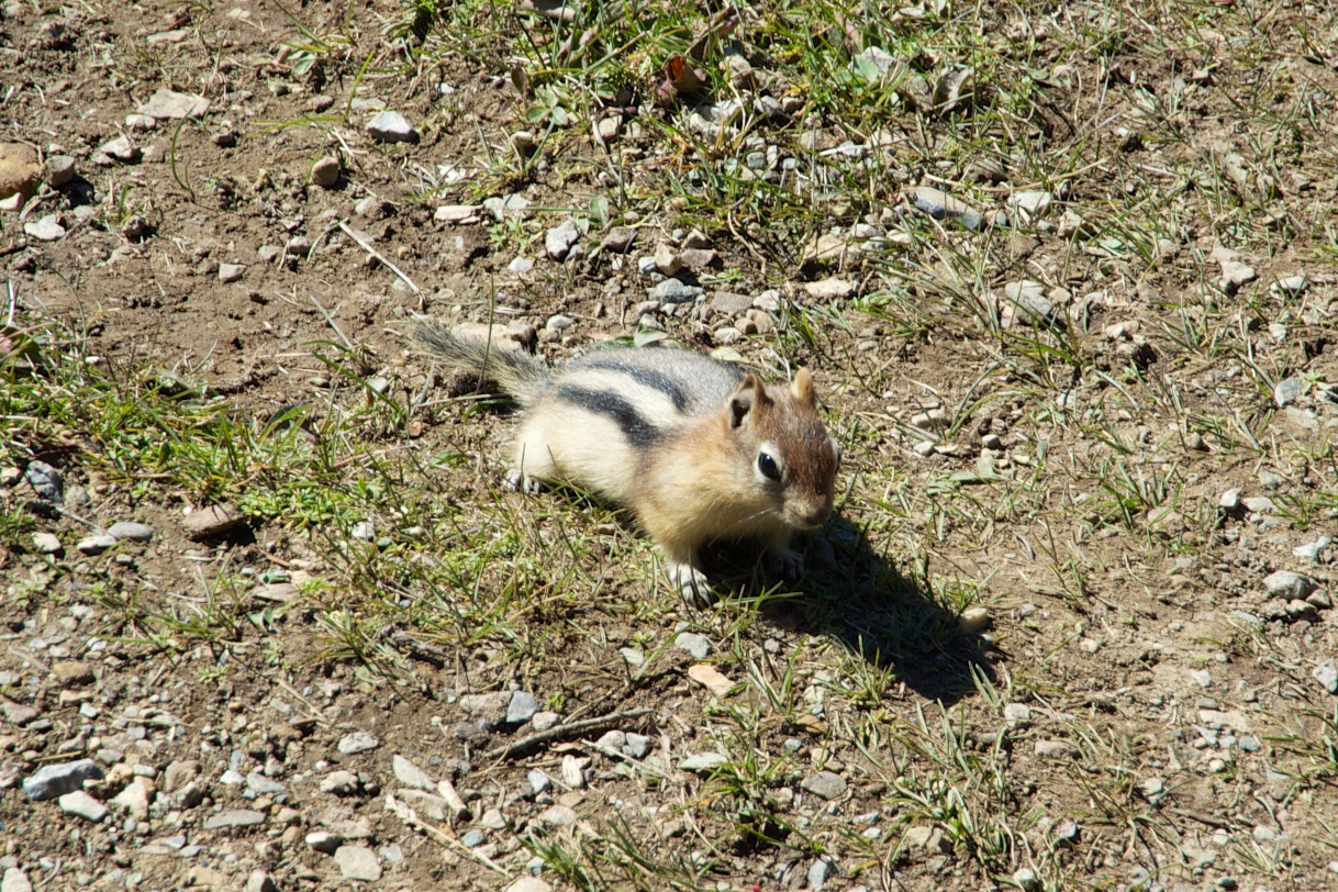  Least chipmunk, Peyto Lake, Icefields Parkway, Canada 