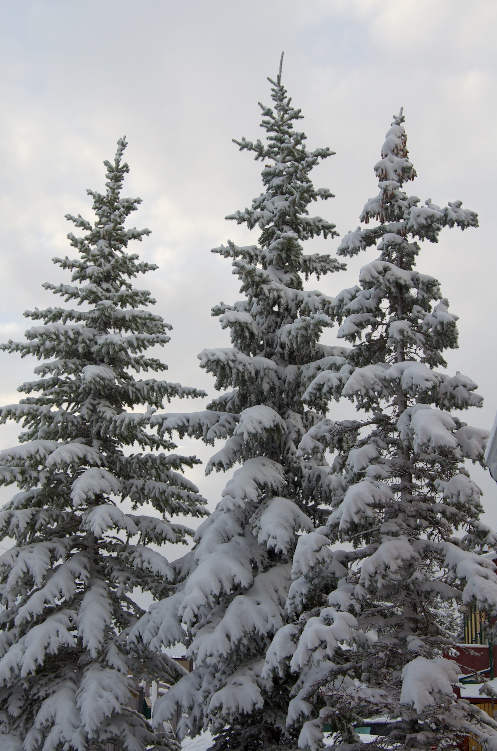  Trees outside our unit at Canadian Rockies Chalets, Canmore, Alberta, Canada 