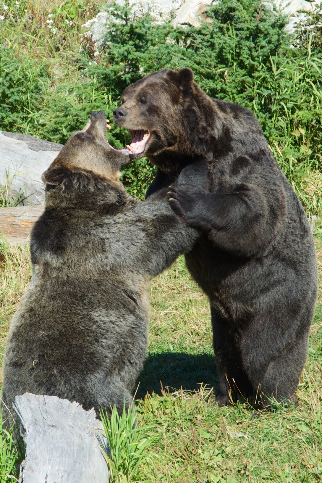  Grizzly bears, Grouse Mt, Vancouver, British Columbia, Canada 