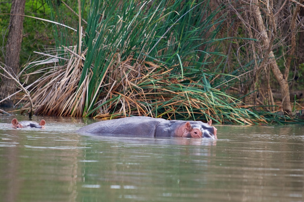  Hippopotamus, Lake Chamo 