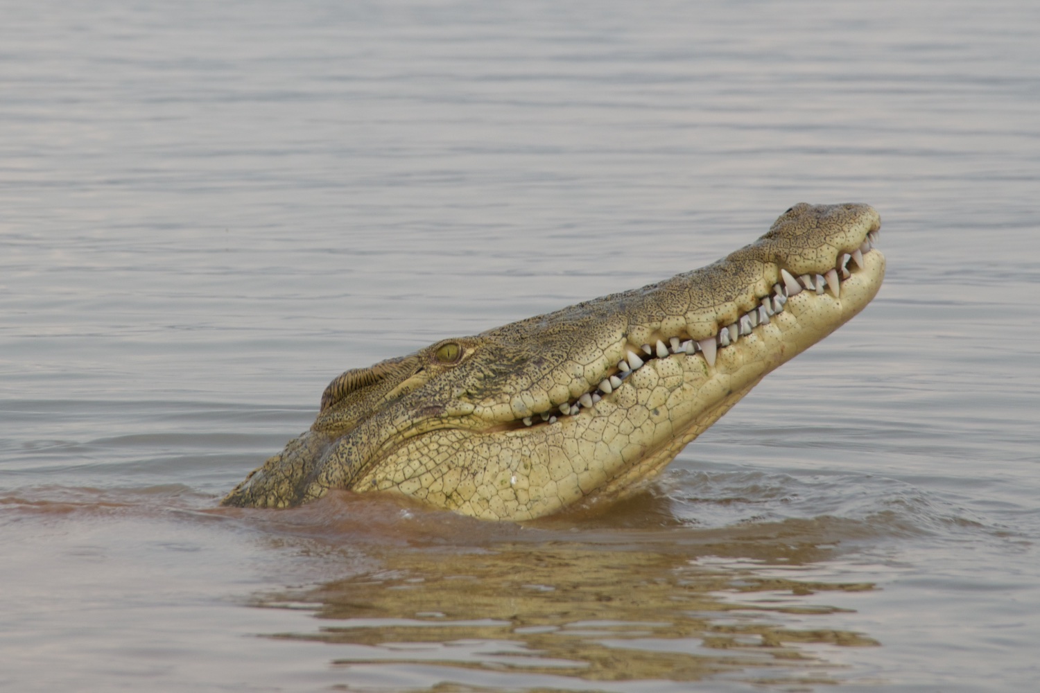  Crocodile after eating fish, Lake Chomo 
