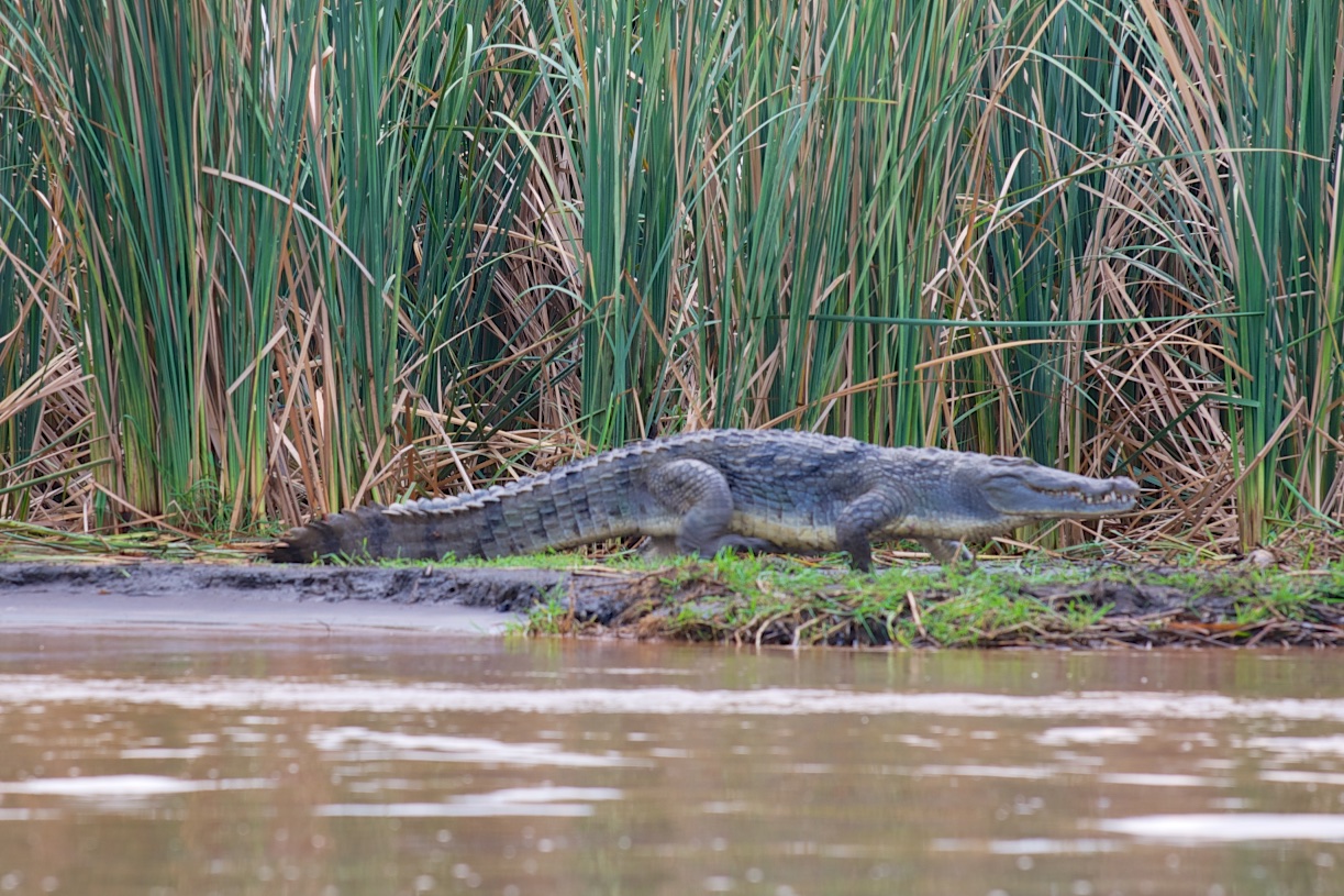  Crocodile, Lake Chamo 
